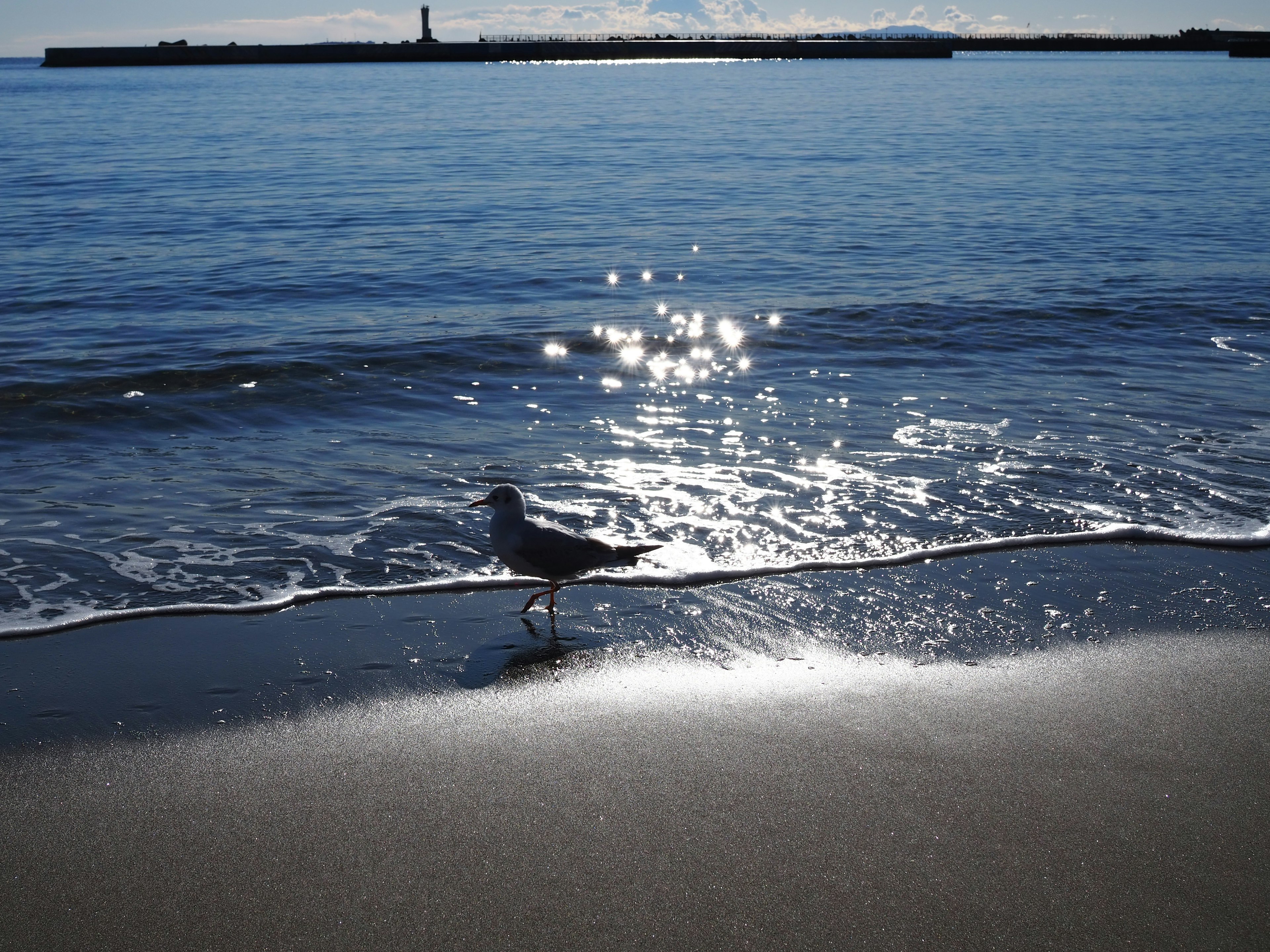 Gaviota de pie en la orilla con superficie de agua brillante