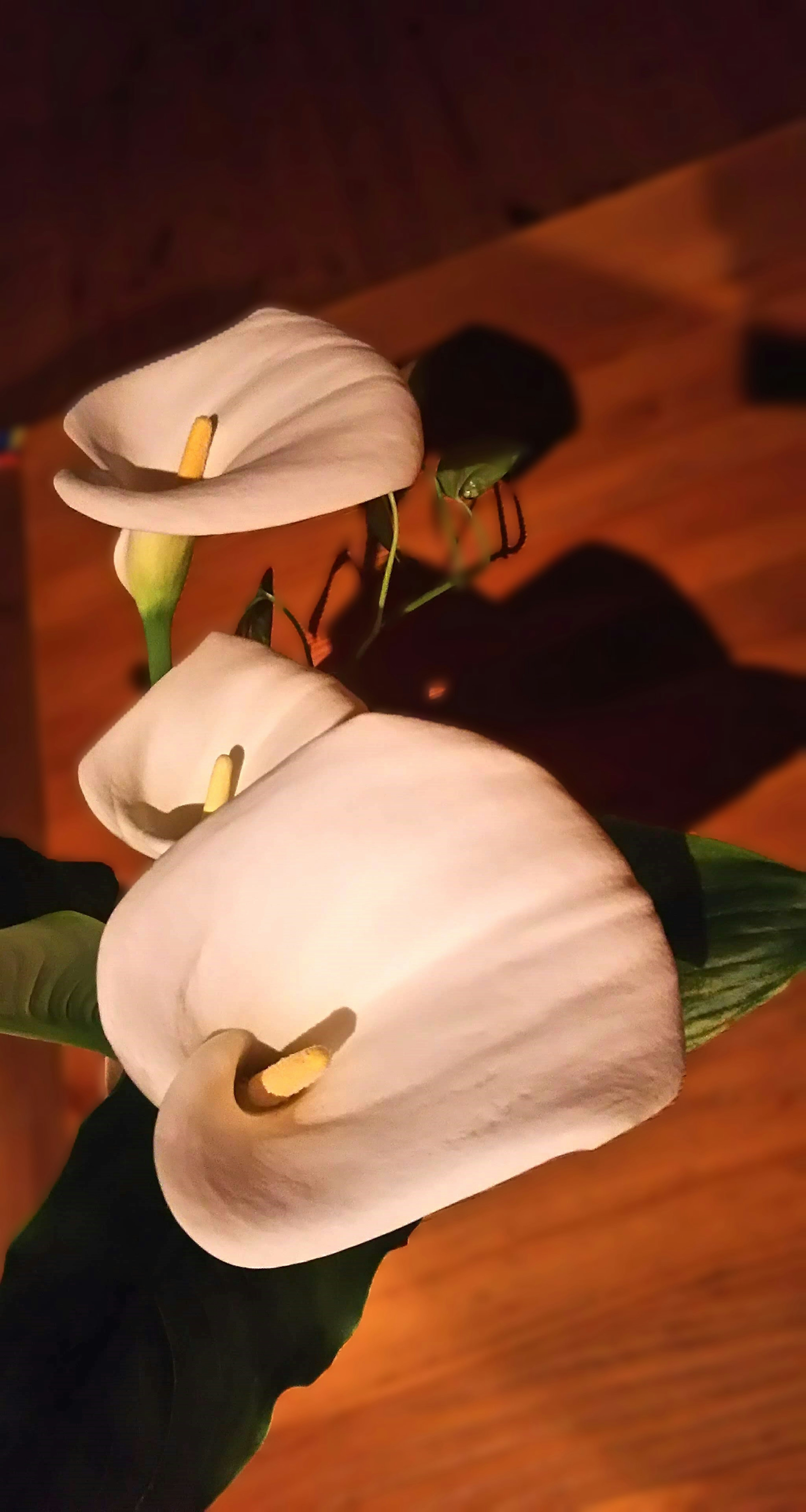 Three white calla lilies arranged elegantly with green leaves