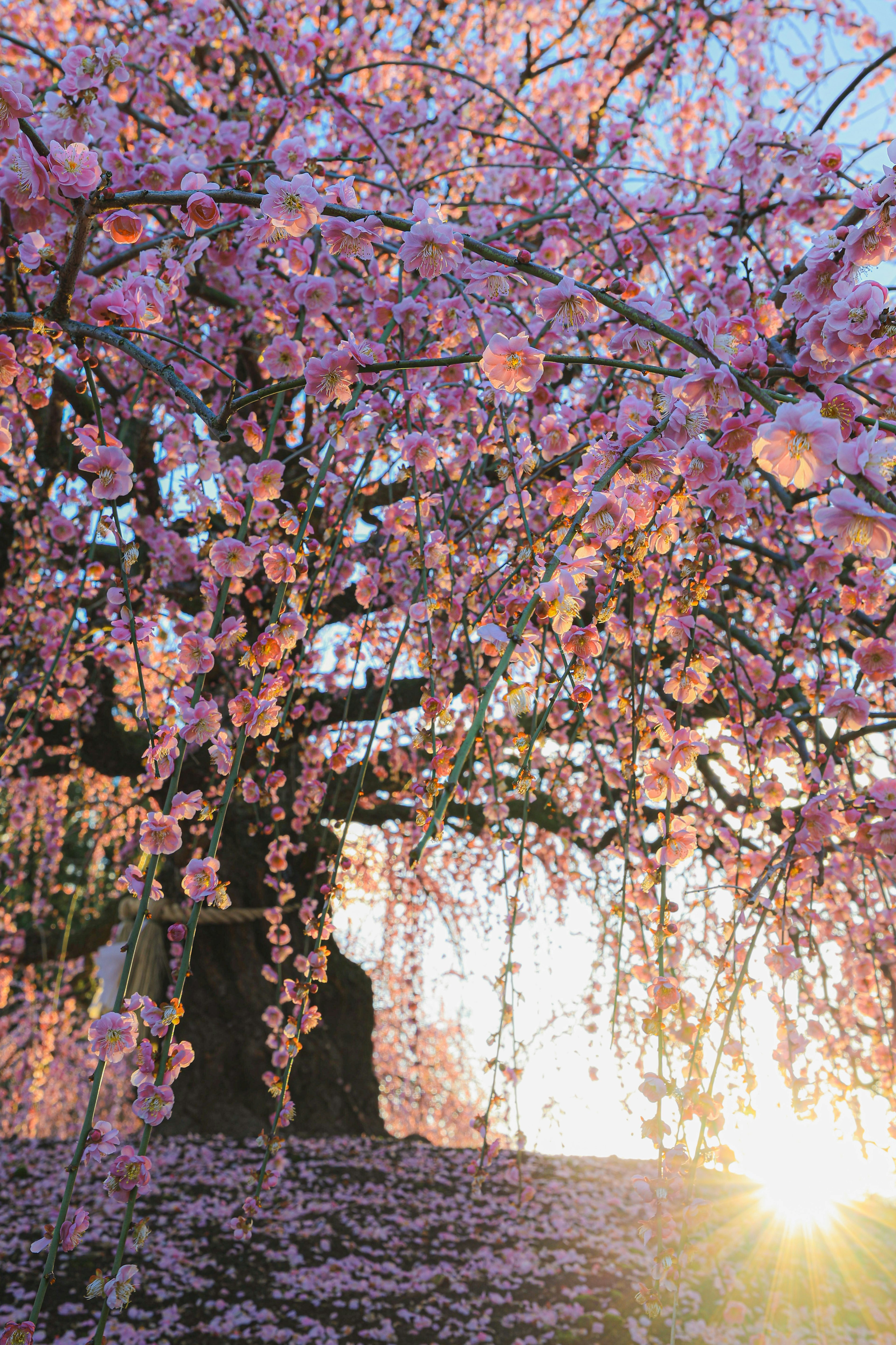 Un saule pleureur en fleurs avec des fleurs roses au coucher du soleil