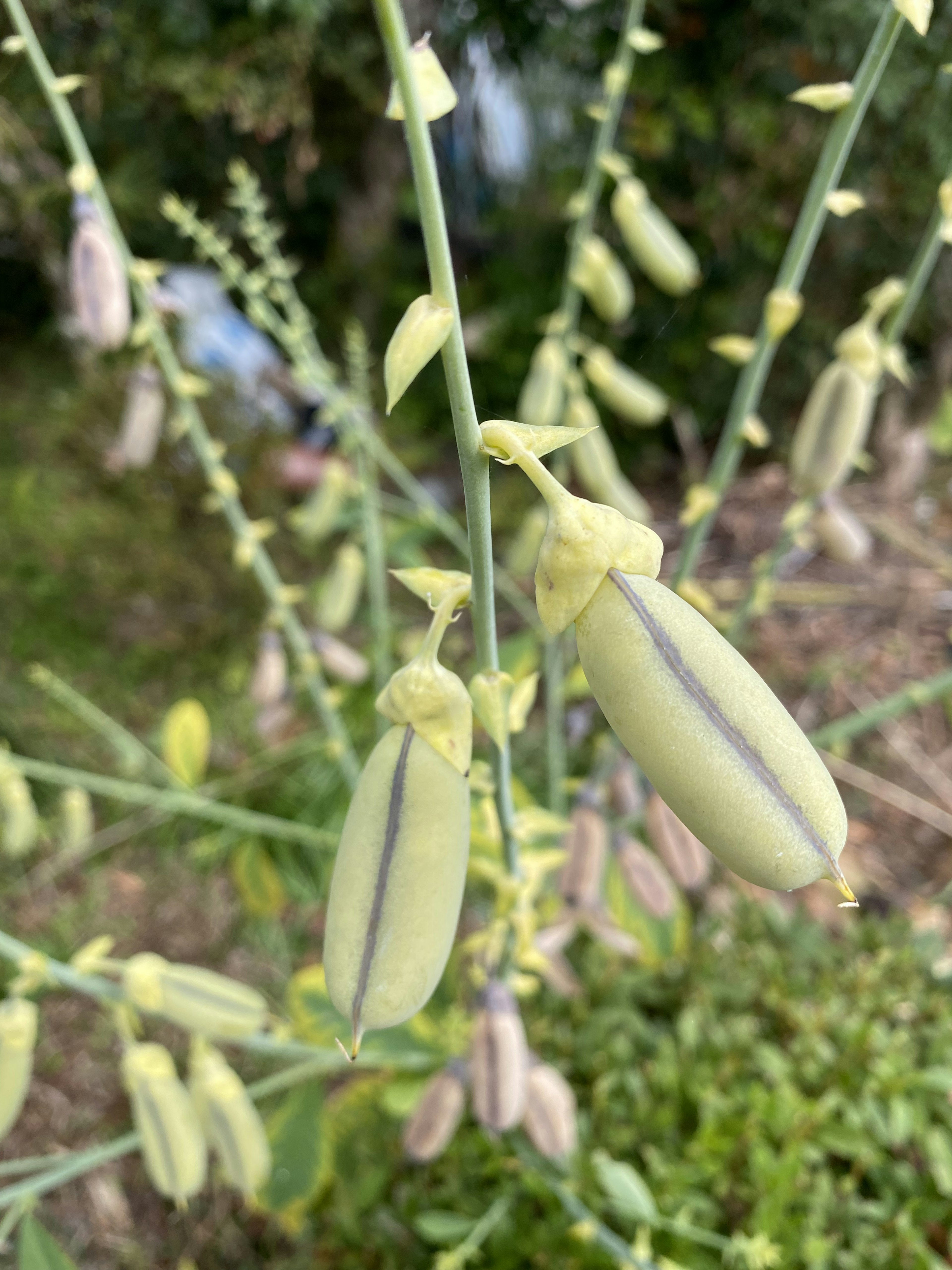 Immagine che mostra baccelli verdi con motivi a strisce su una pianta