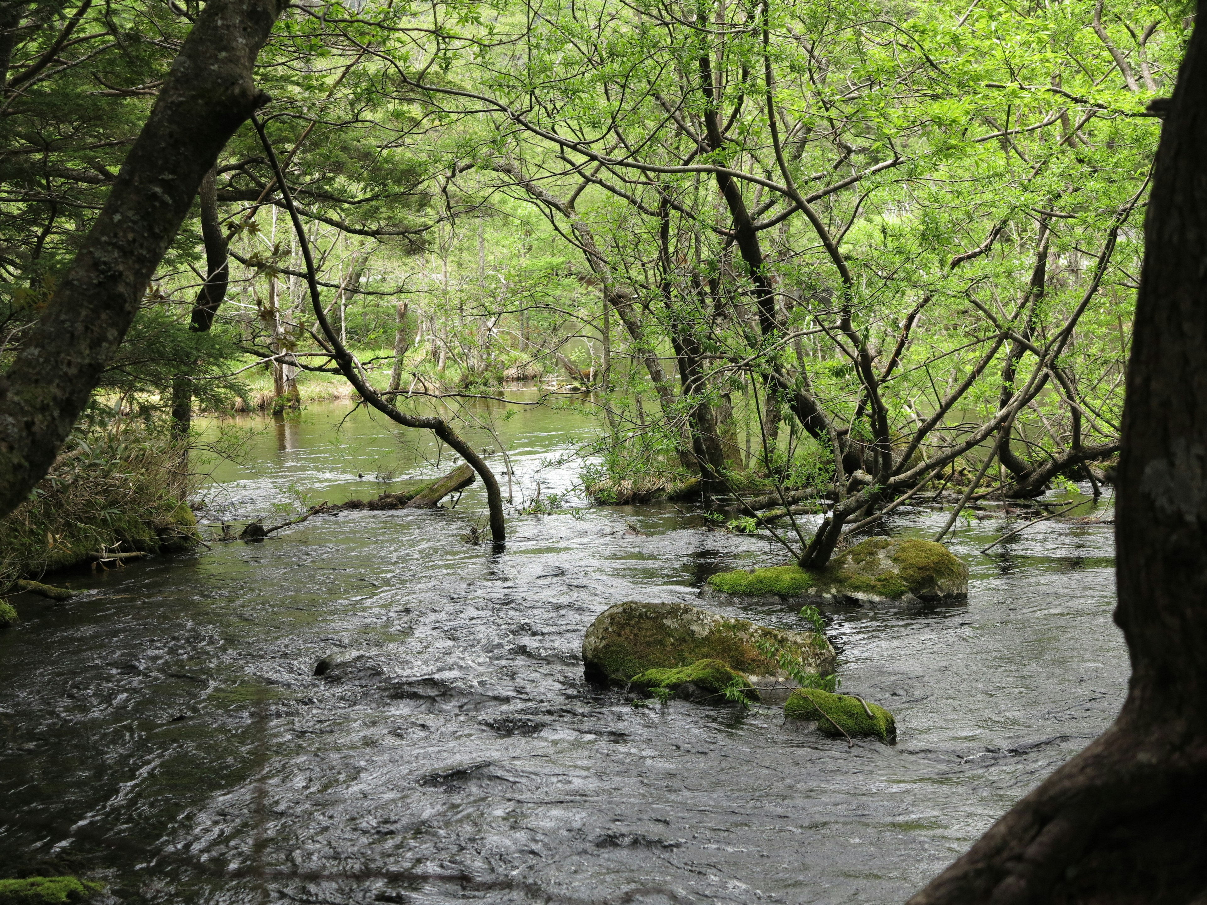 Tranquil river scene surrounded by lush green trees with visible stones