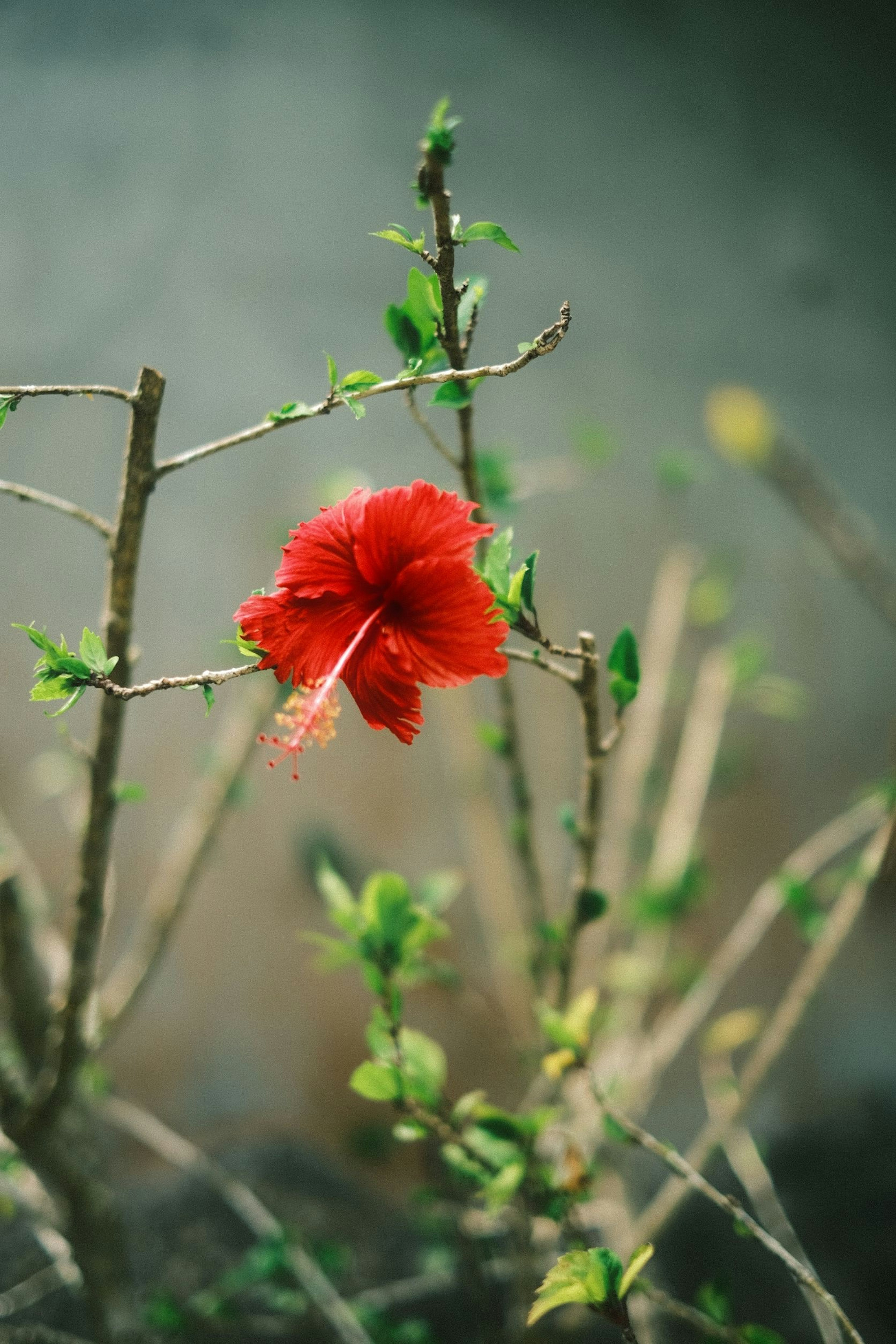 赤いハイビスカスの花が小さな枝に咲いている背景はぼやけたグレー