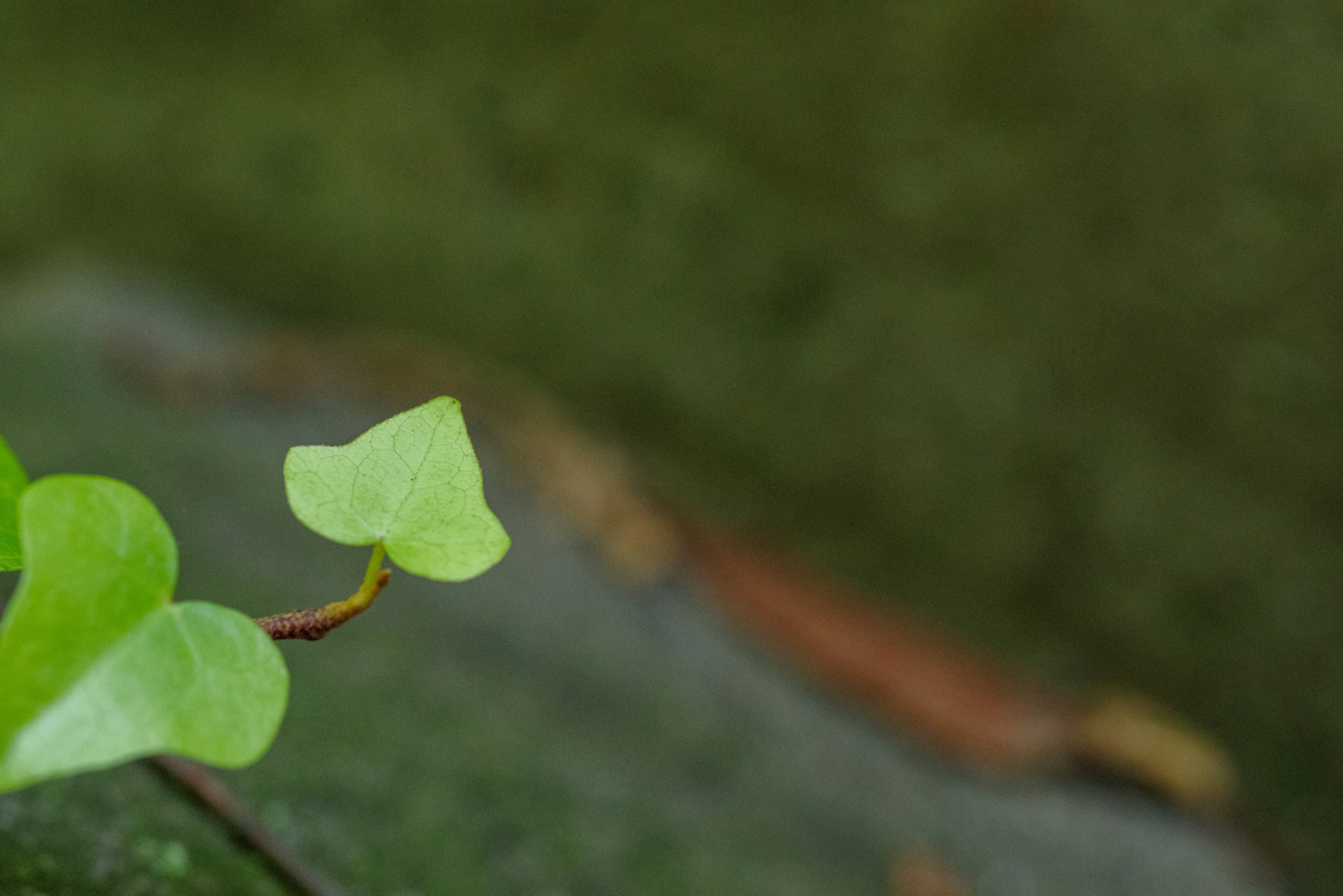 Gros plan d'une petite feuille verte sur une surface en pierre