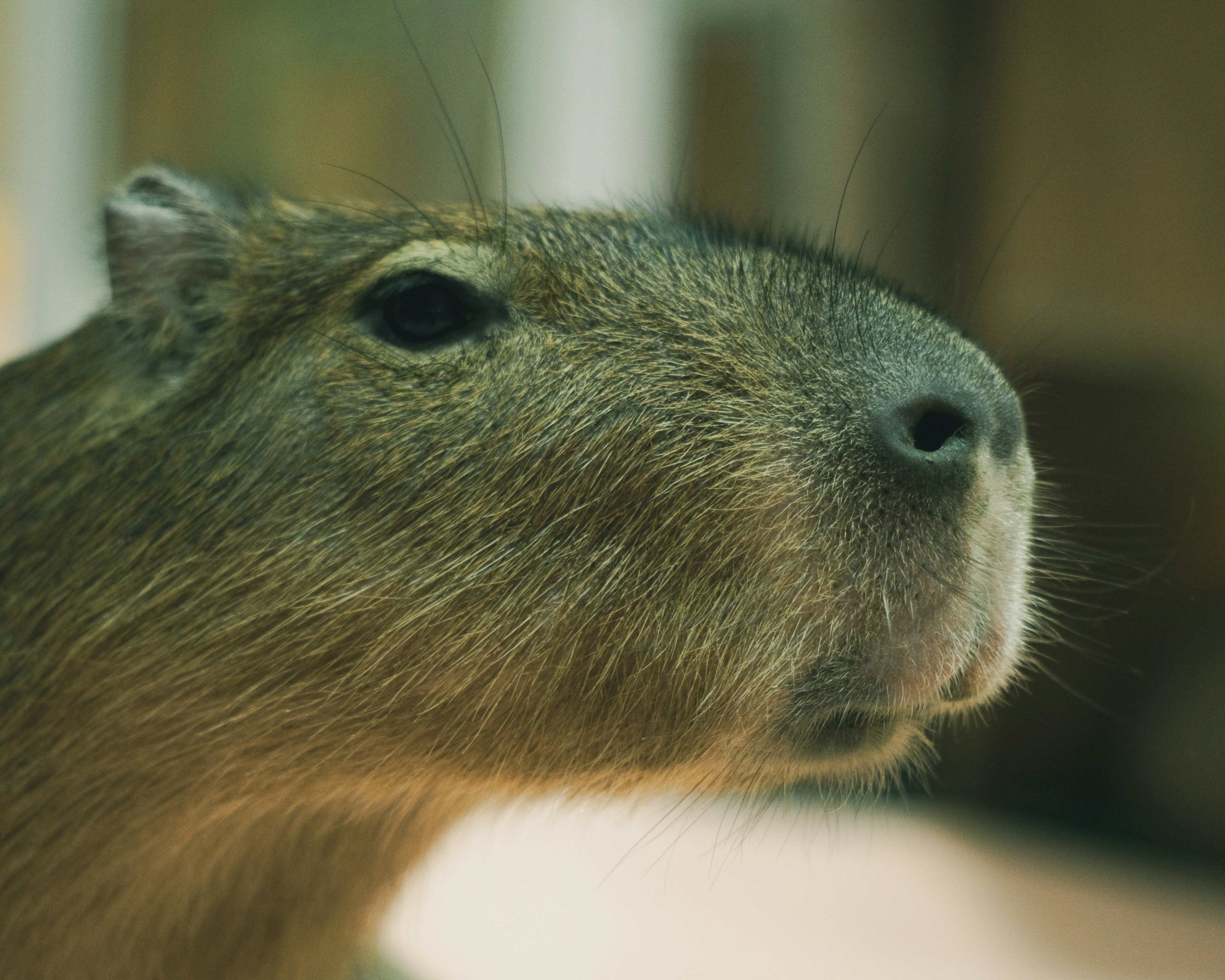 Primo piano di un capibara con grandi occhi e un naso rotondo caratterizzato da pelo morbido