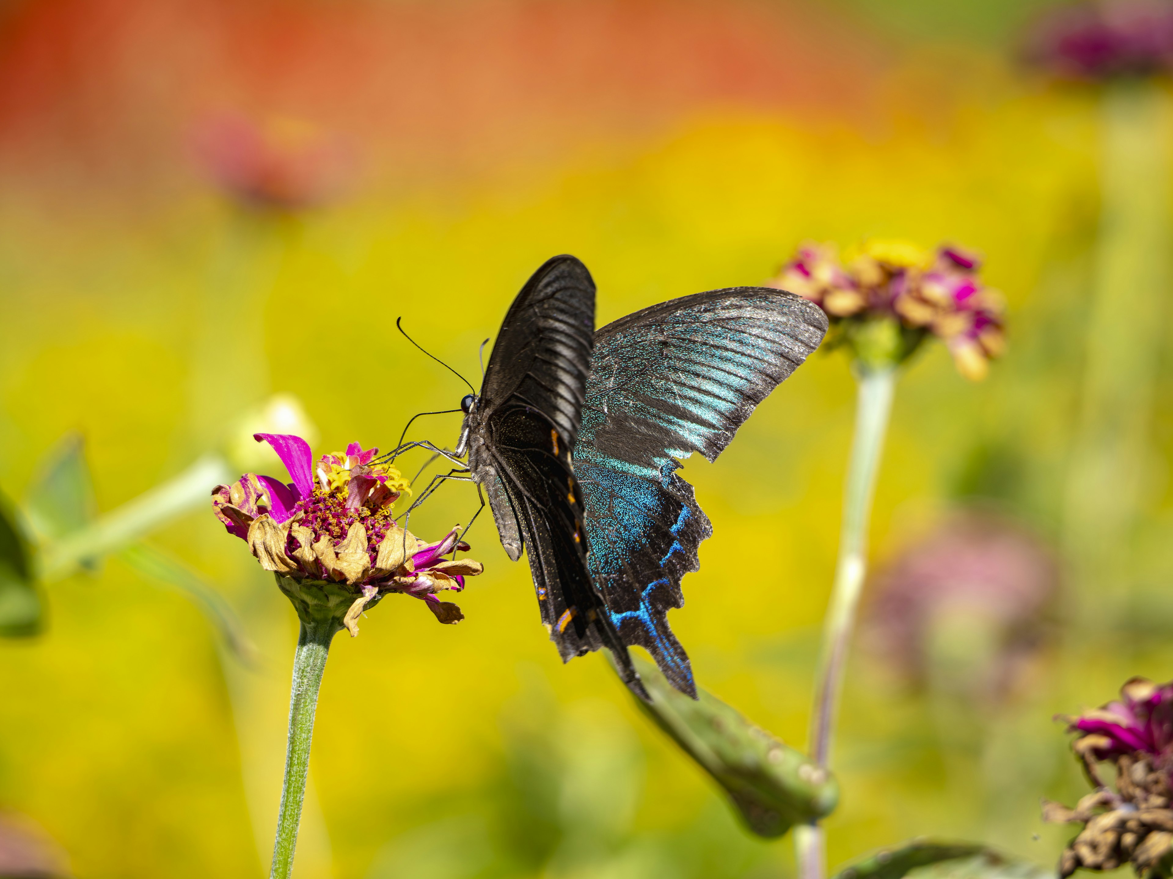 Mariposa azul vibrante posada sobre flores en un jardín colorido