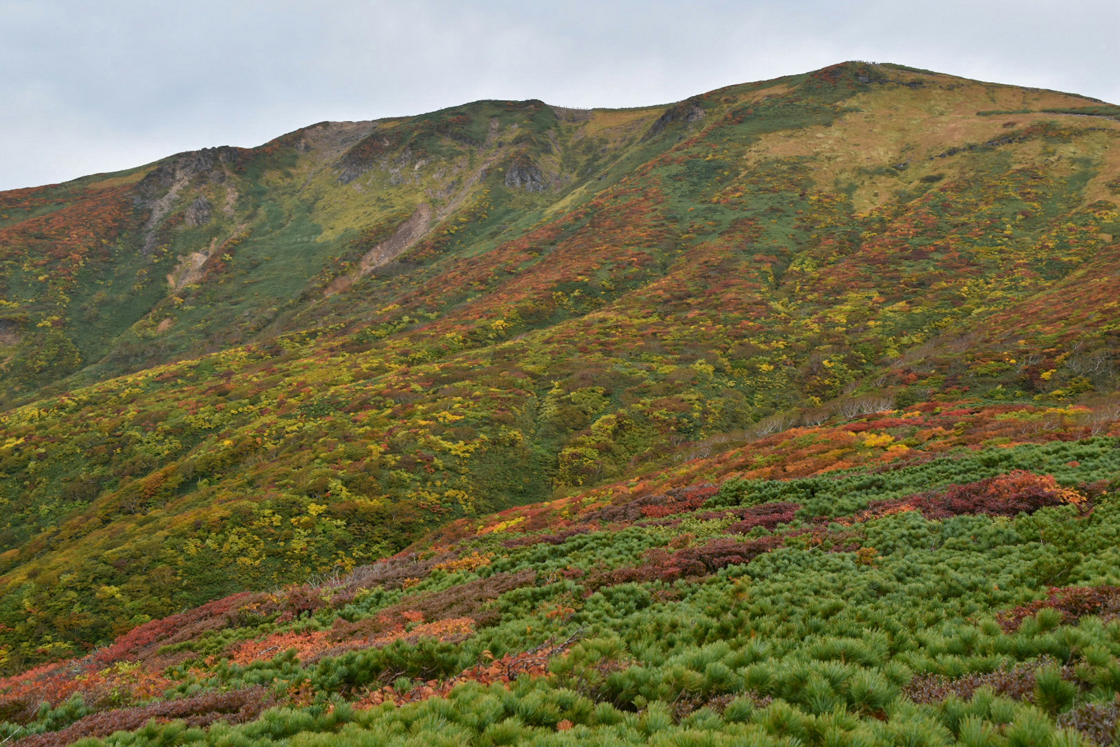 Lebendige Herbstlandschaft mit buntem Laub in Grün, Gelb und Rot