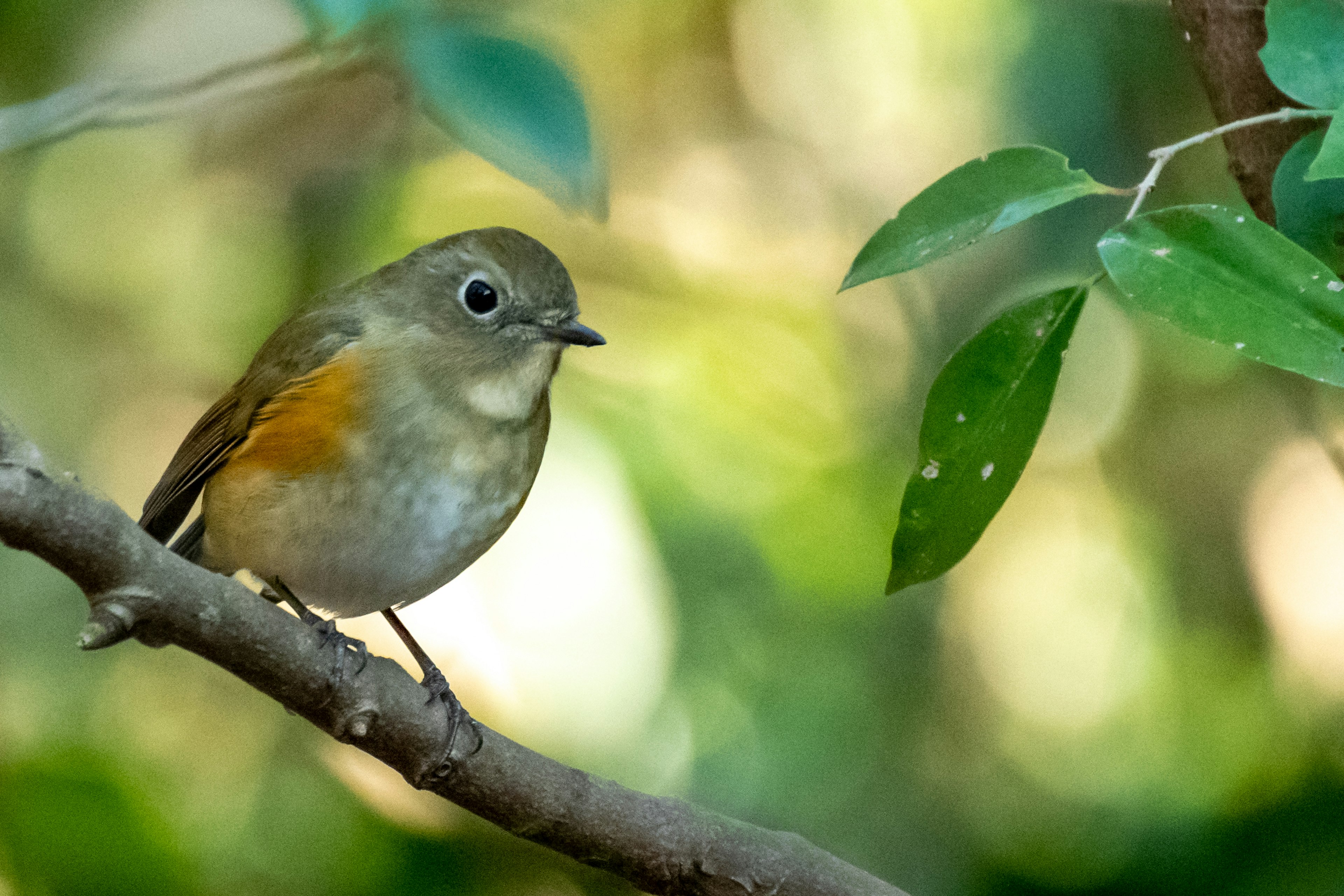 Ein kleiner Vogel, der auf einem Ast sitzt, vor grünem Hintergrund