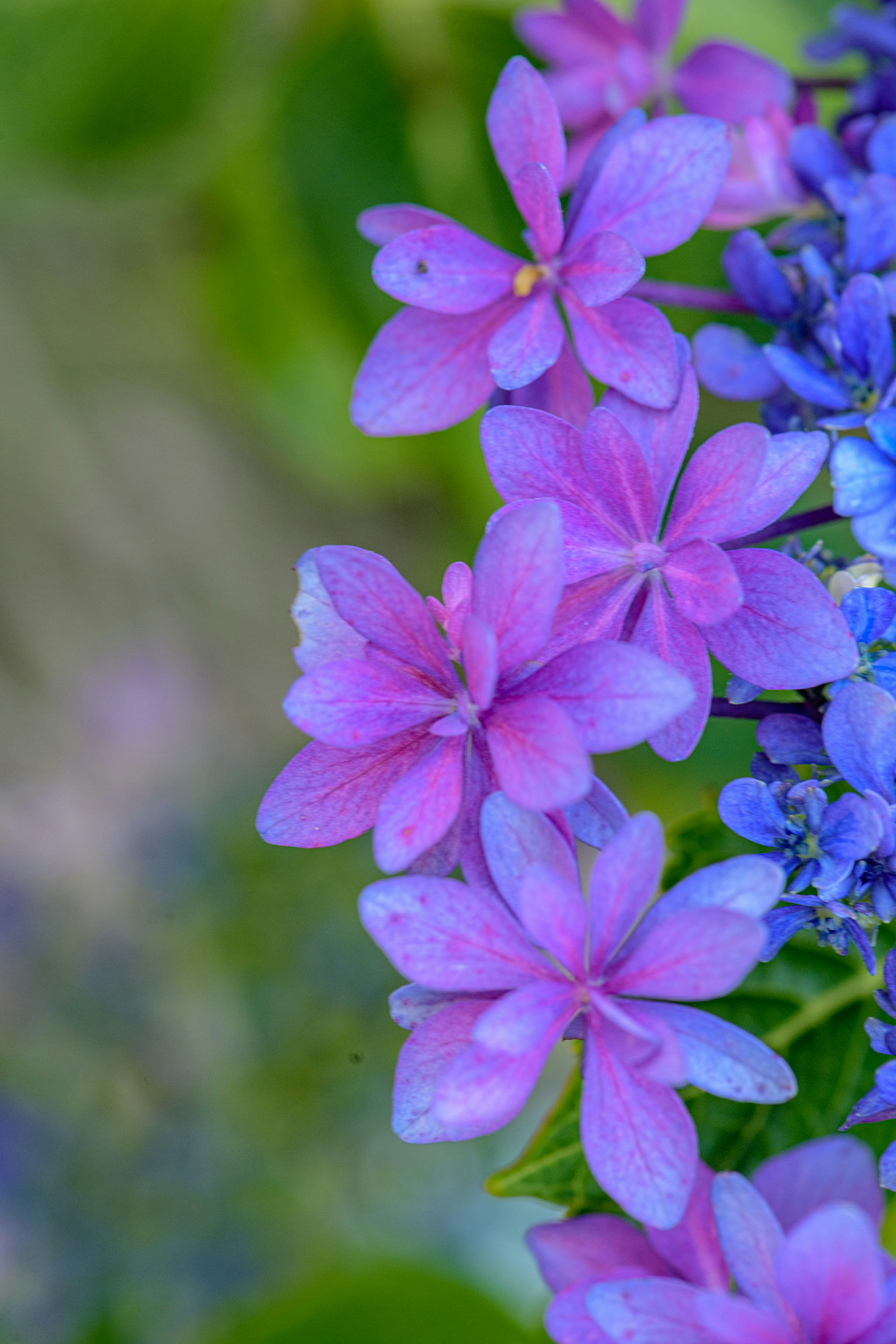 Primer plano de flores rosas y moradas en flor