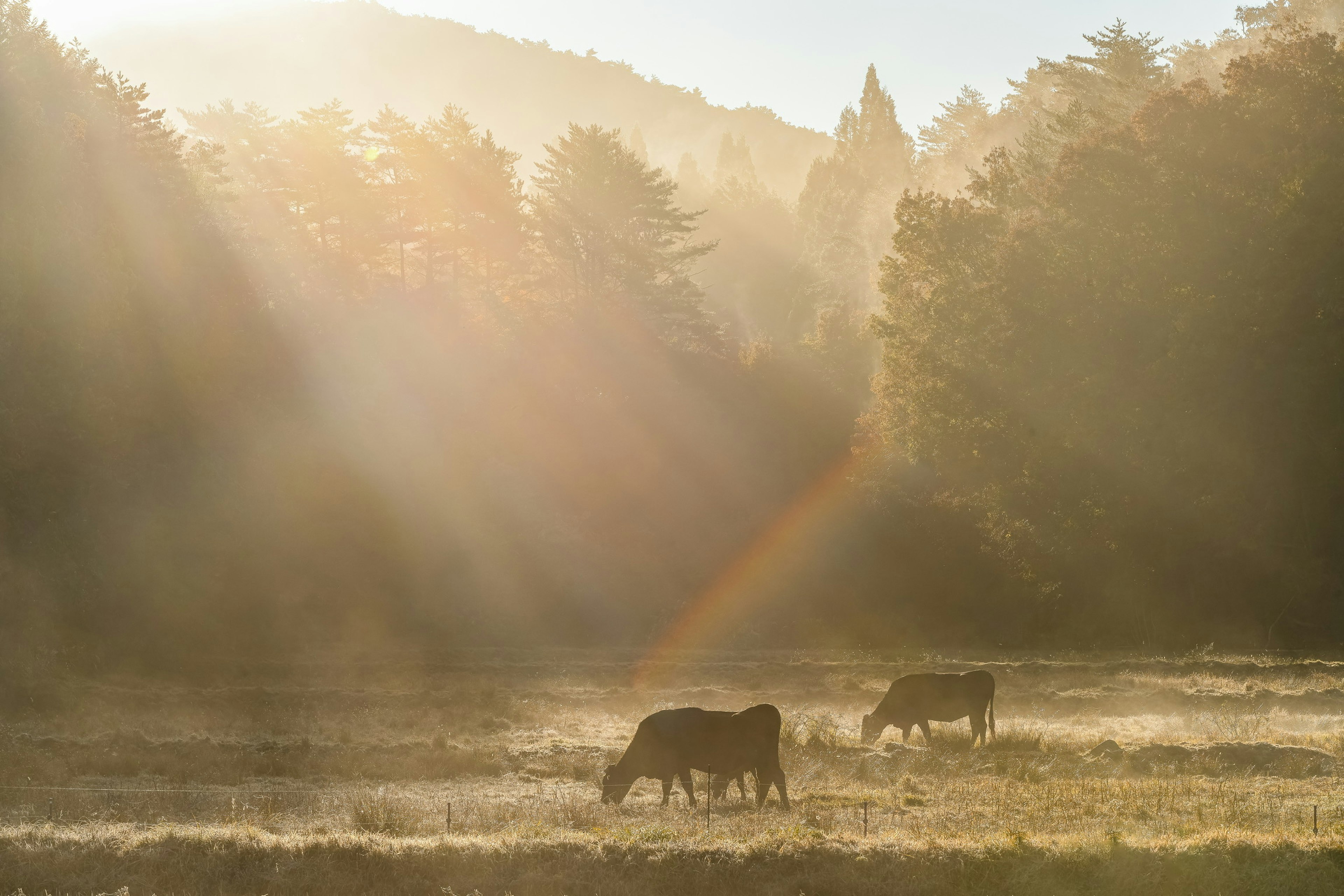 Cows grazing in a misty field with sunlight streaming through trees