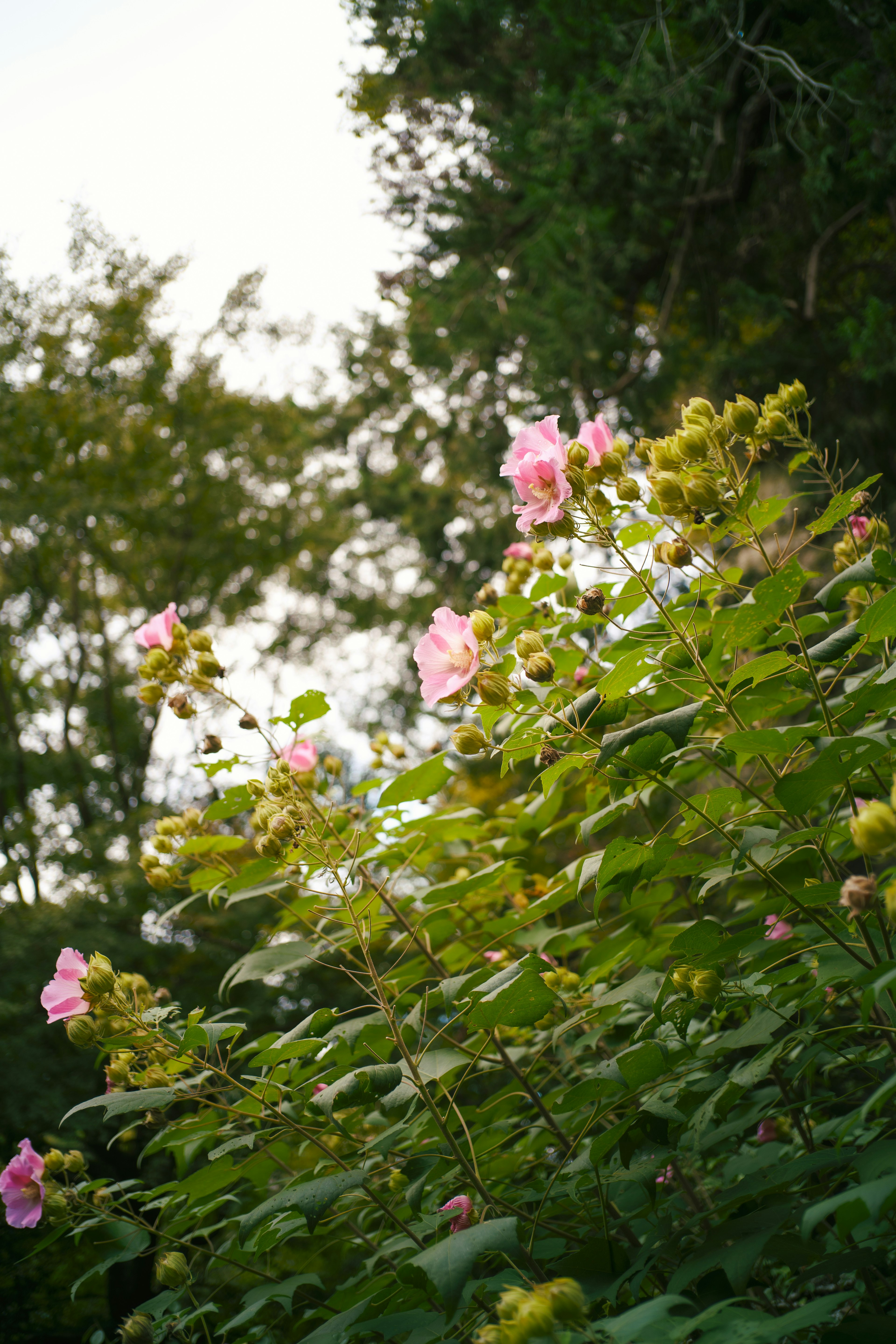 緑の葉に囲まれたピンクのバラの花が咲いている風景