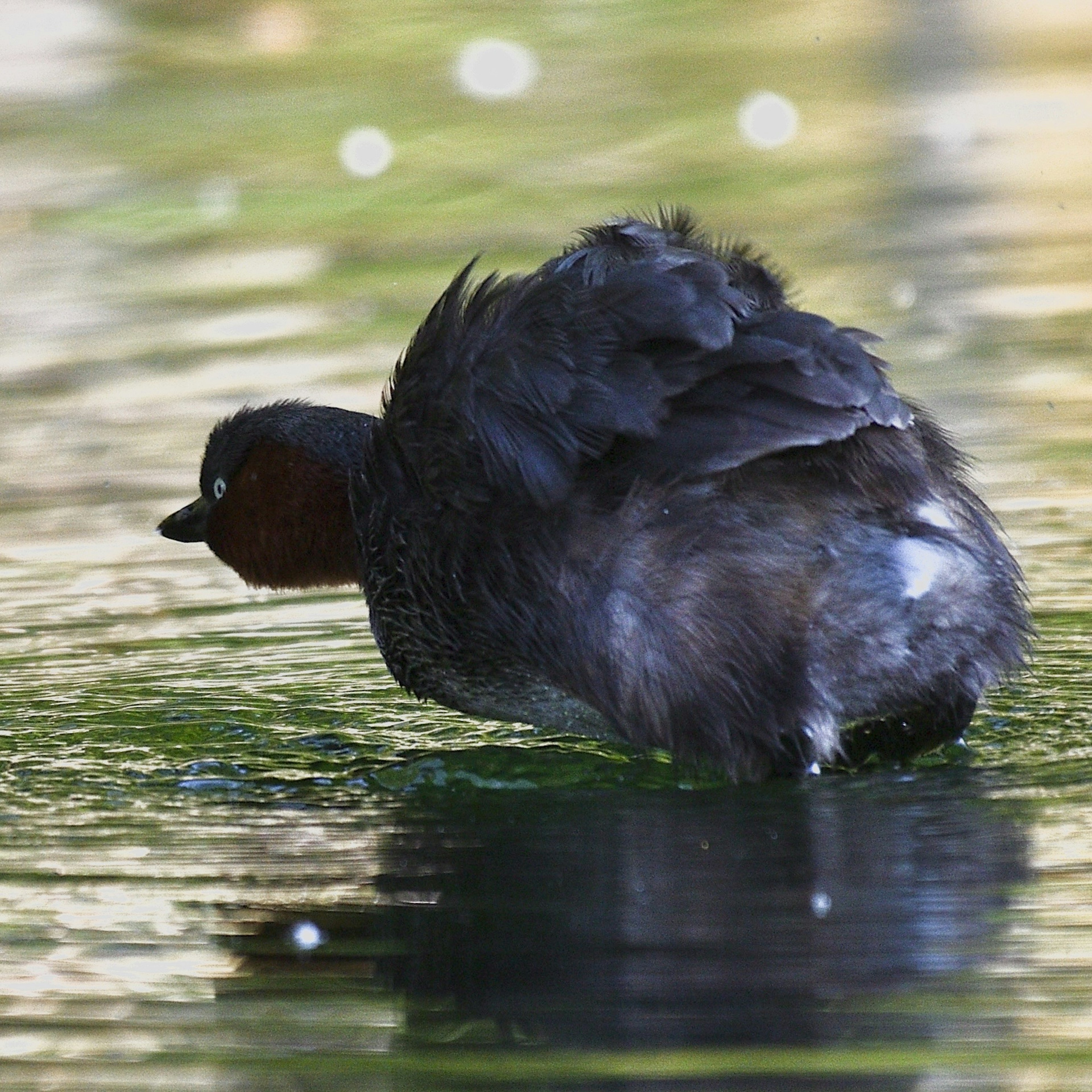 Seekor grebe merapikan bulunya di permukaan air