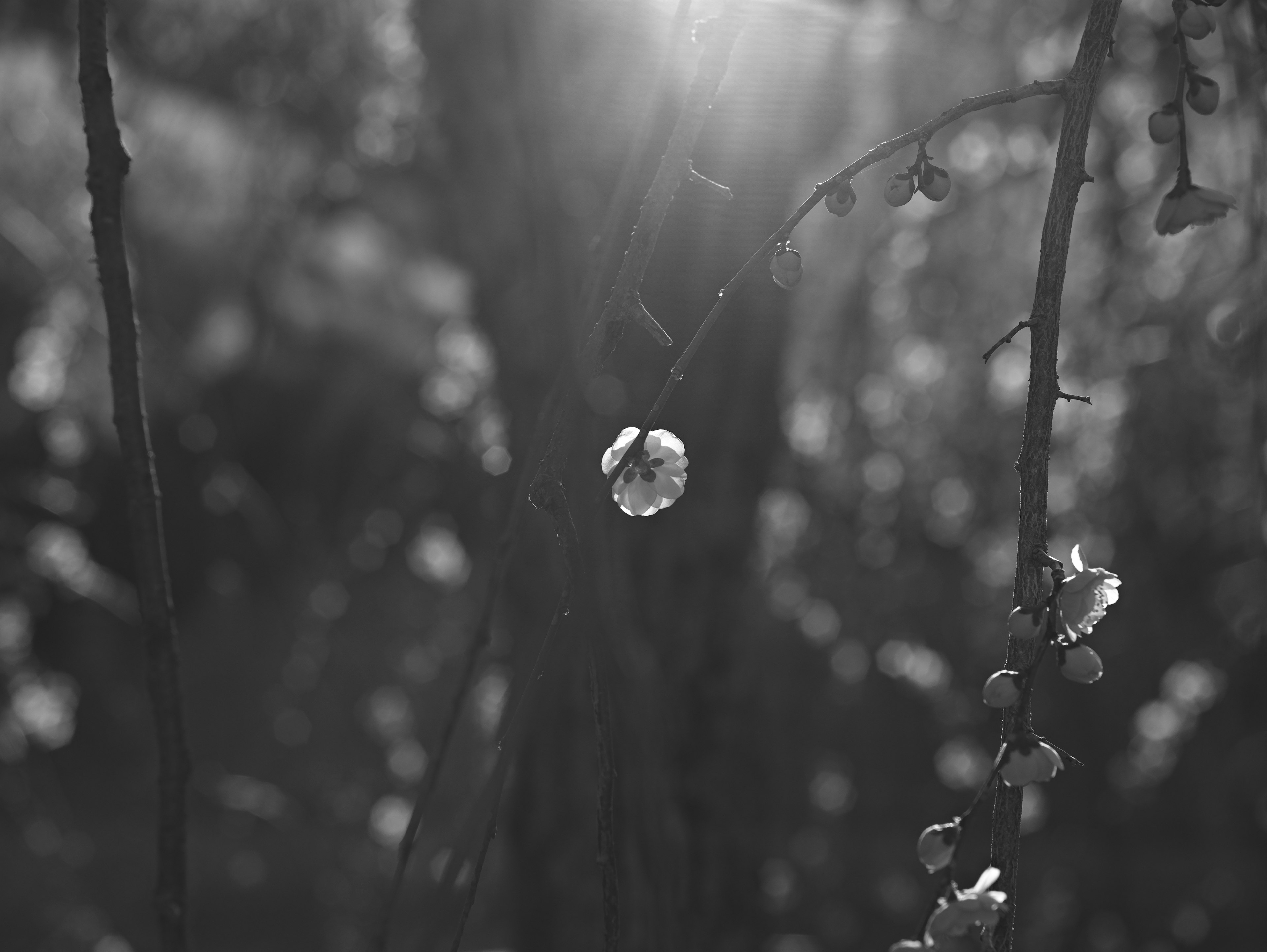 Black and white scene featuring a flower bud and sunlight