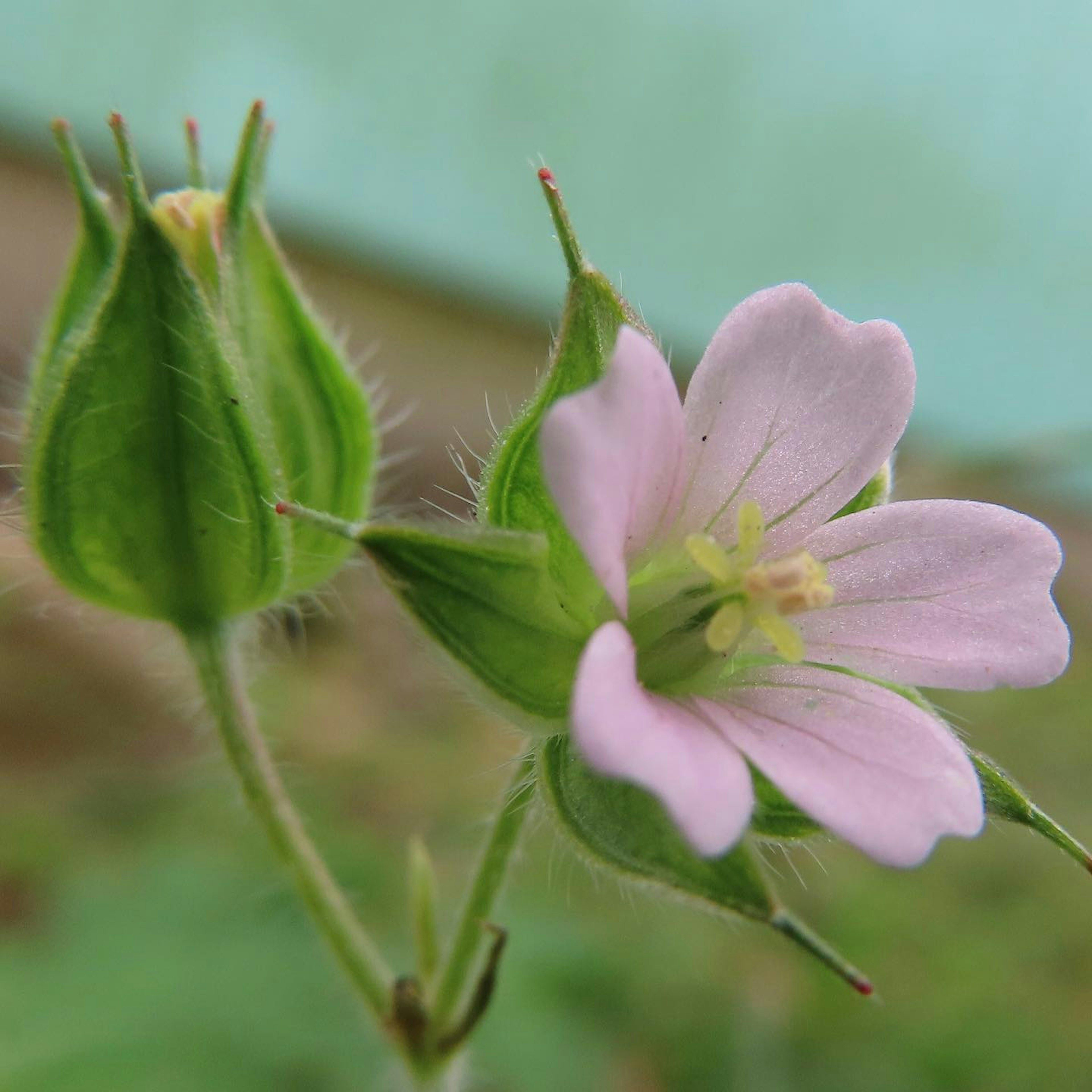 Nahaufnahme einer Pflanze mit einer rosa Blume und einer Knospe