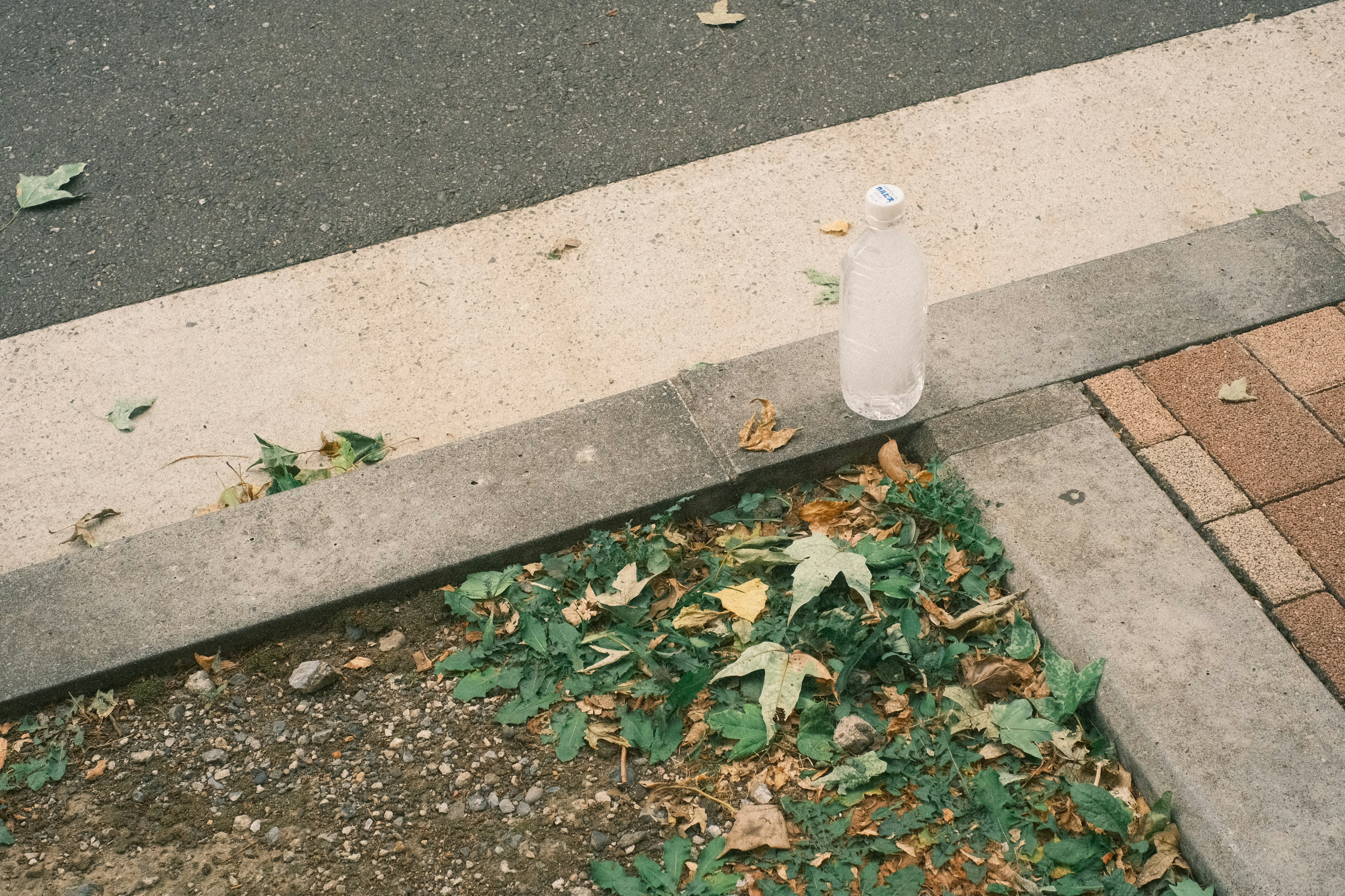 道路の側に置かれた透明なボトルと枯れ葉が散らばる草