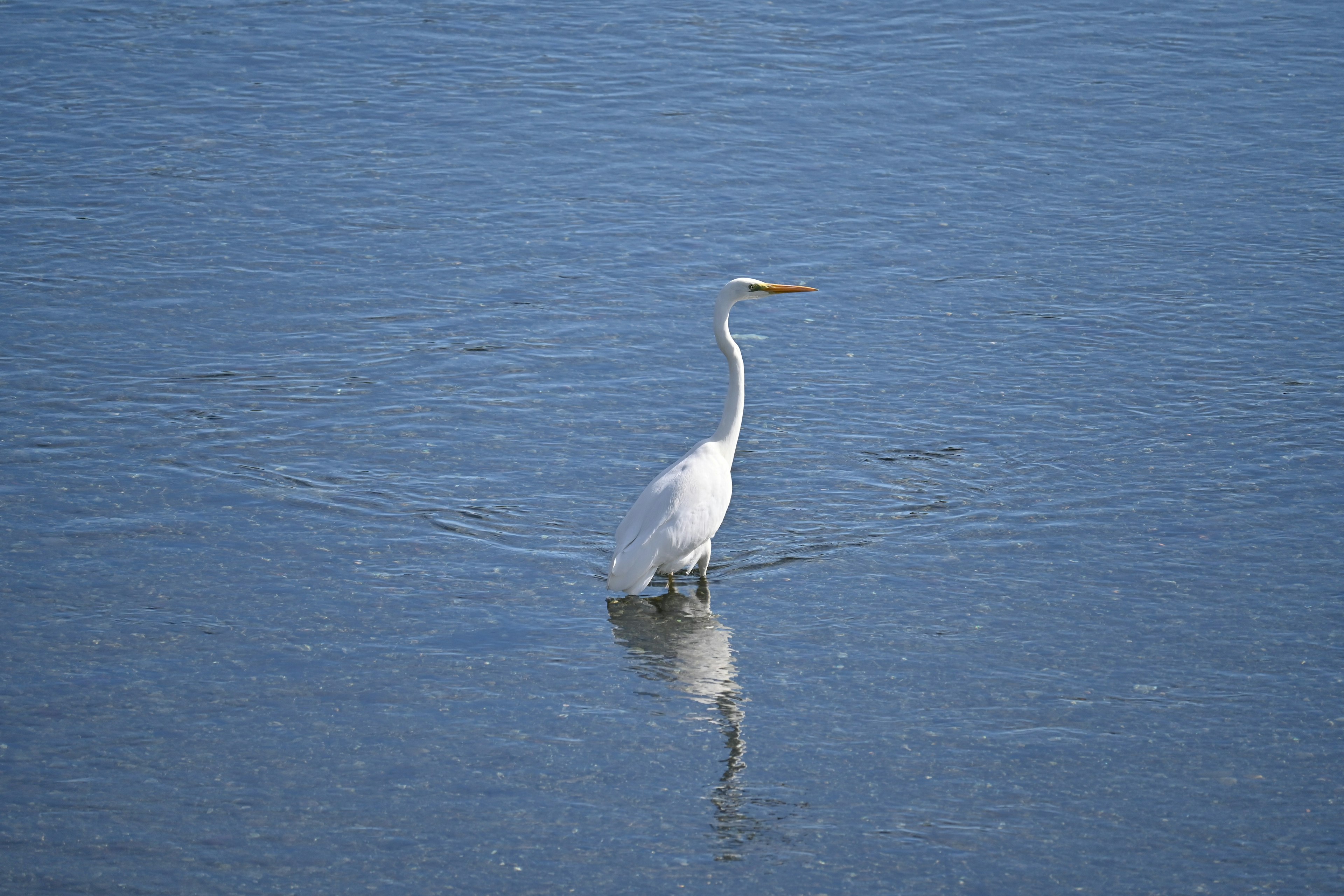 Ein weißer Reiher steht auf einer blauen Wasseroberfläche