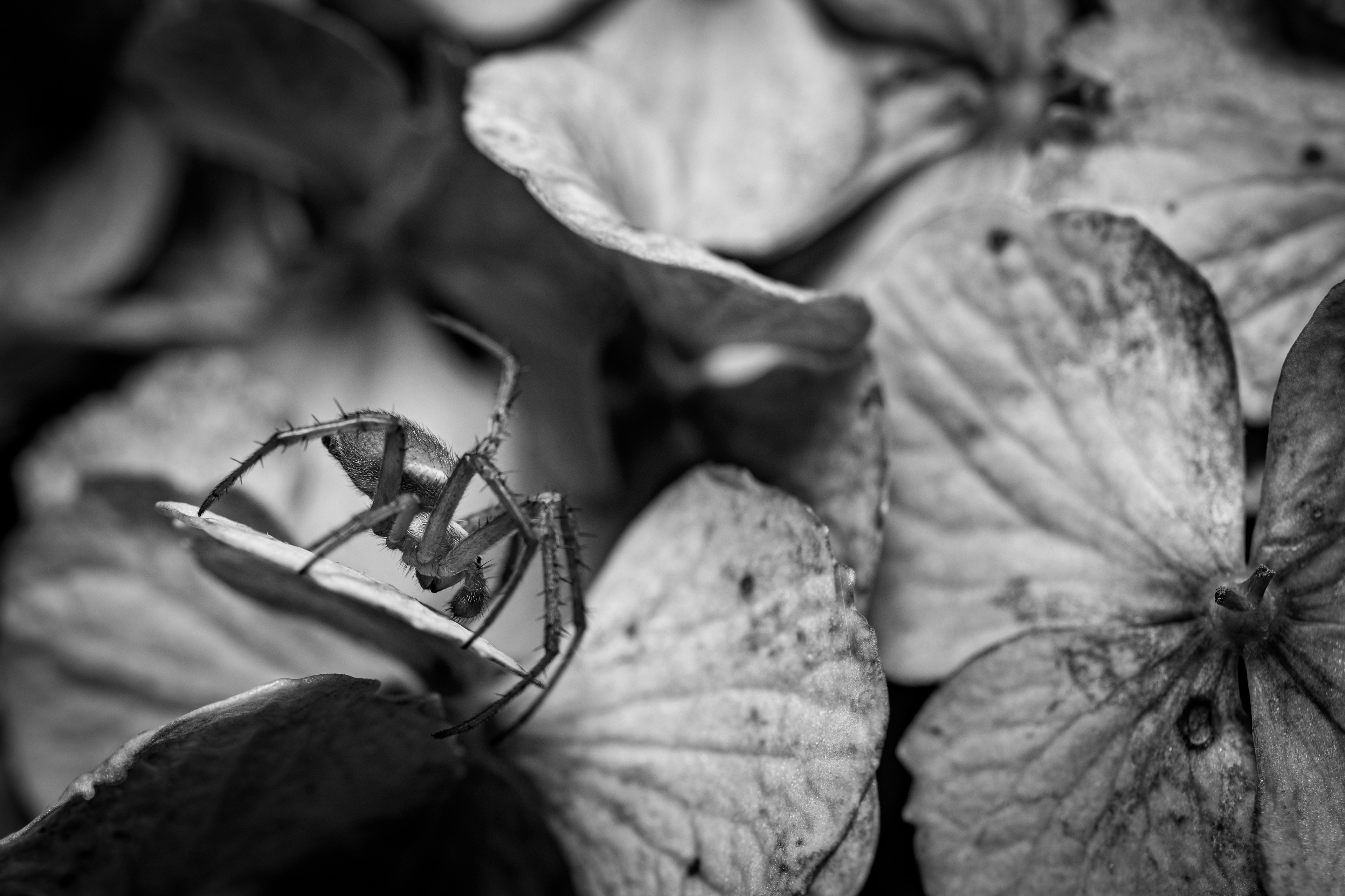 A small spider on monochrome flower petals