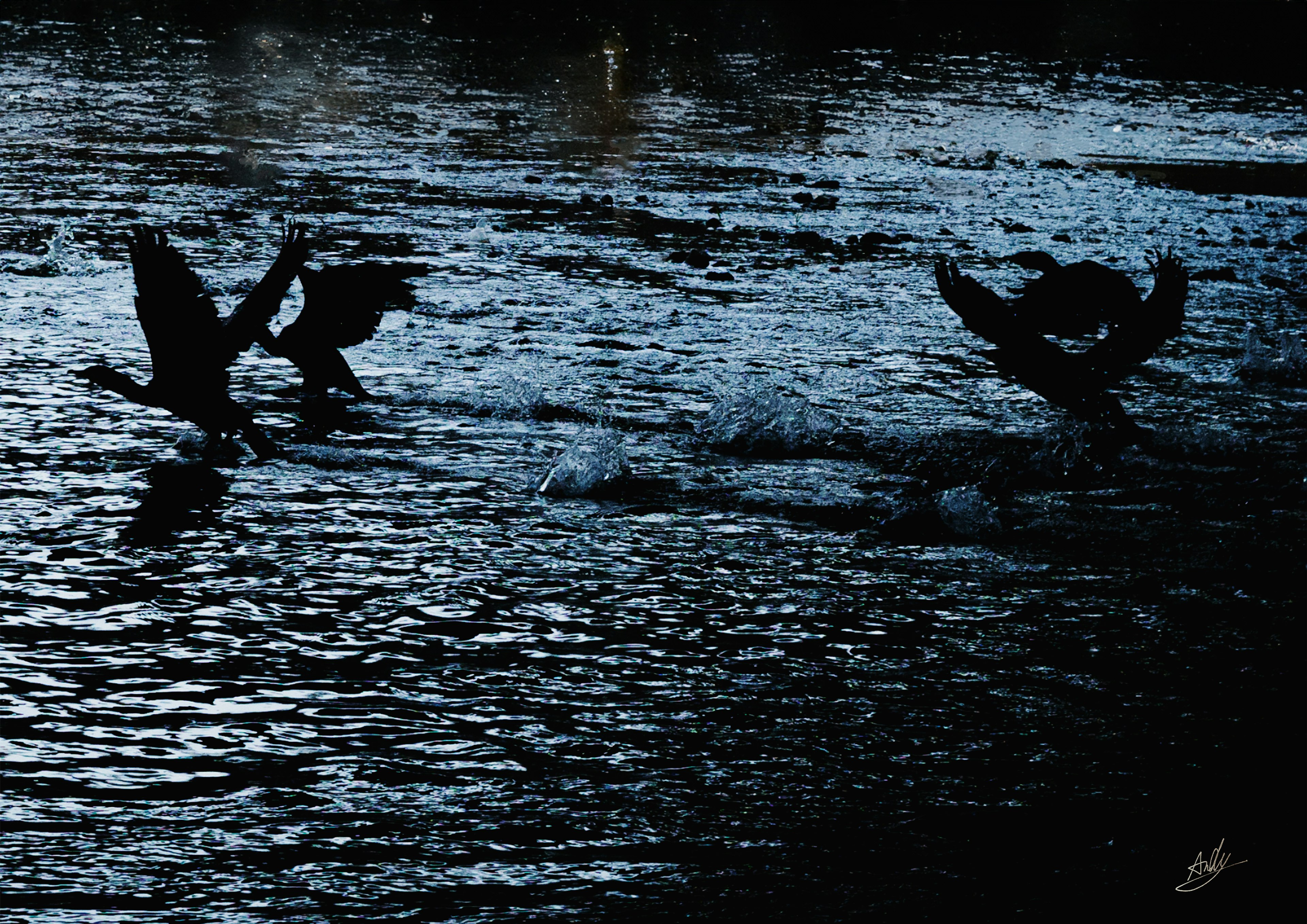 Silhouettes of two birds flapping on the water surface against a dark background