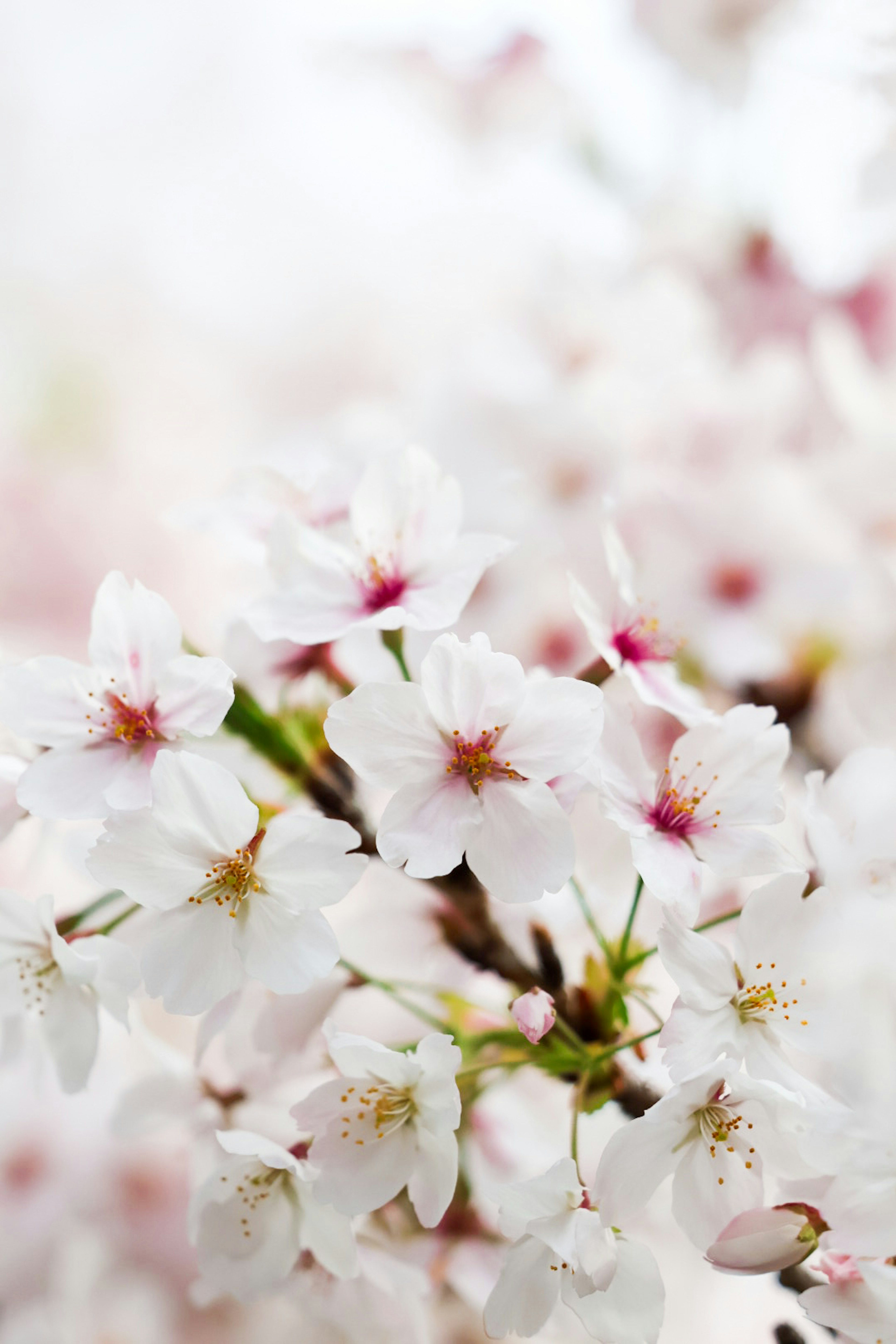 Immagine in primo piano di fiori di ciliegio in fiore con petali rosa chiaro