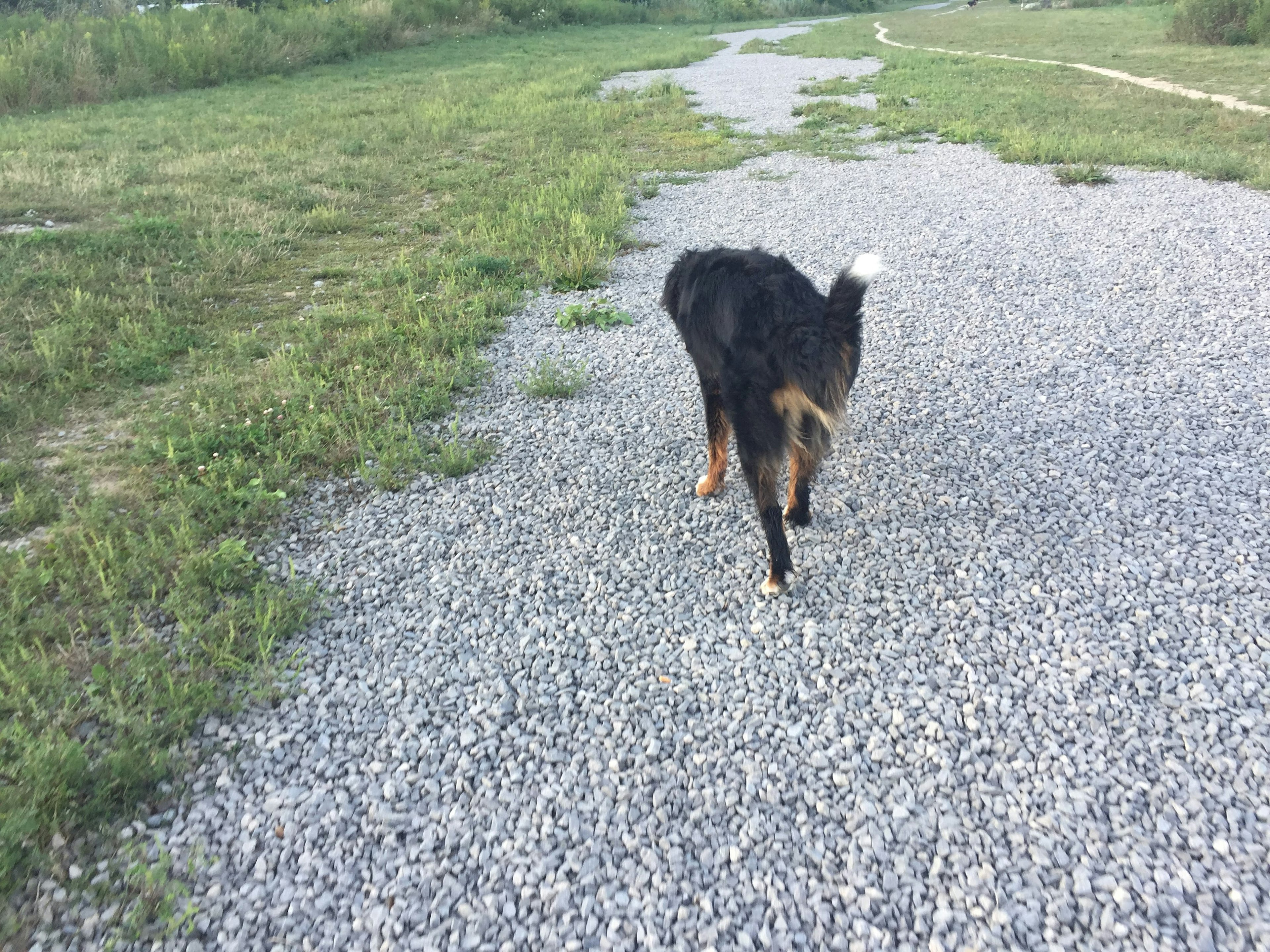 Un chien marchant le long d'un chemin en gravier