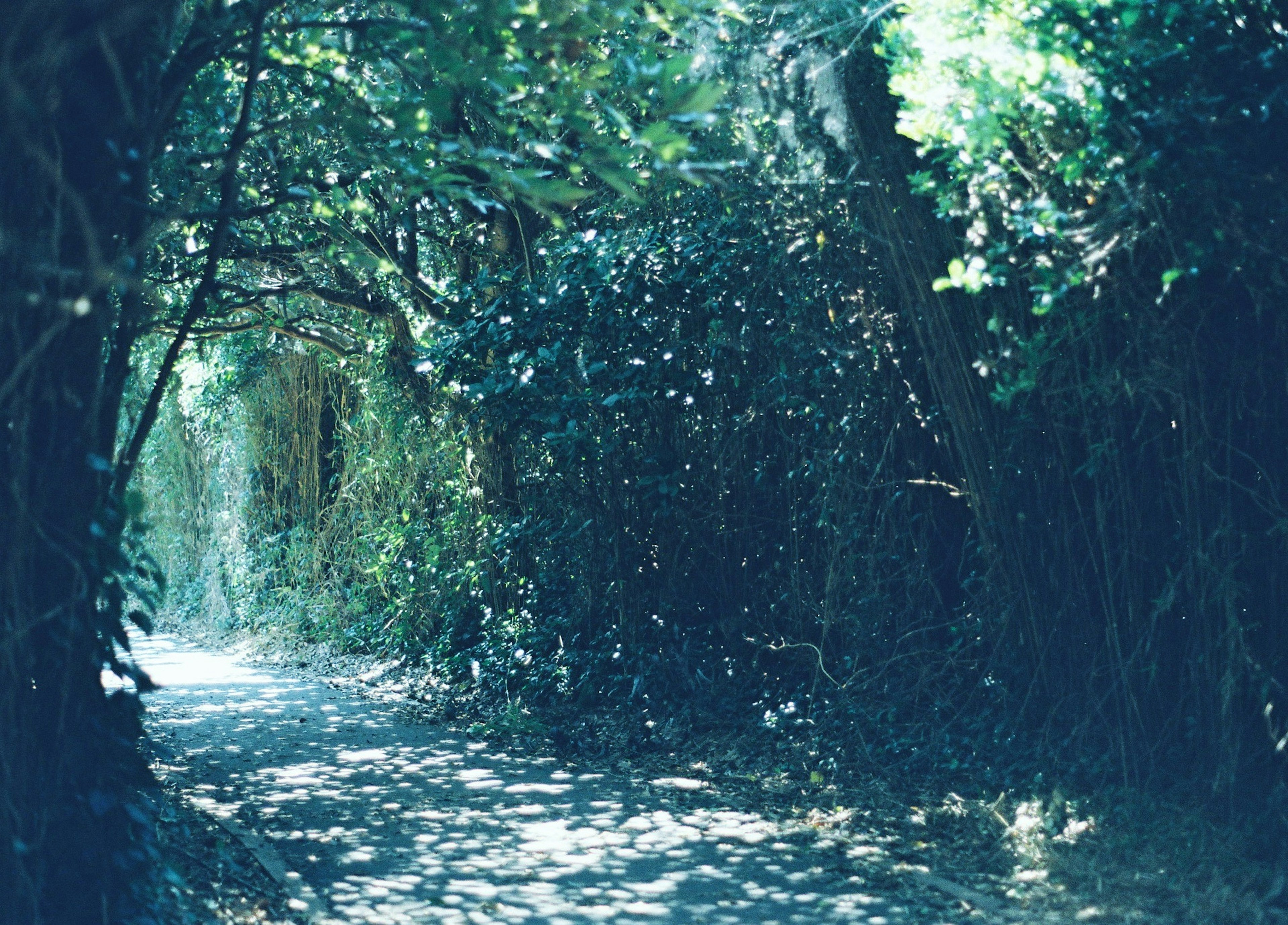 A serene forest path surrounded by lush greenery