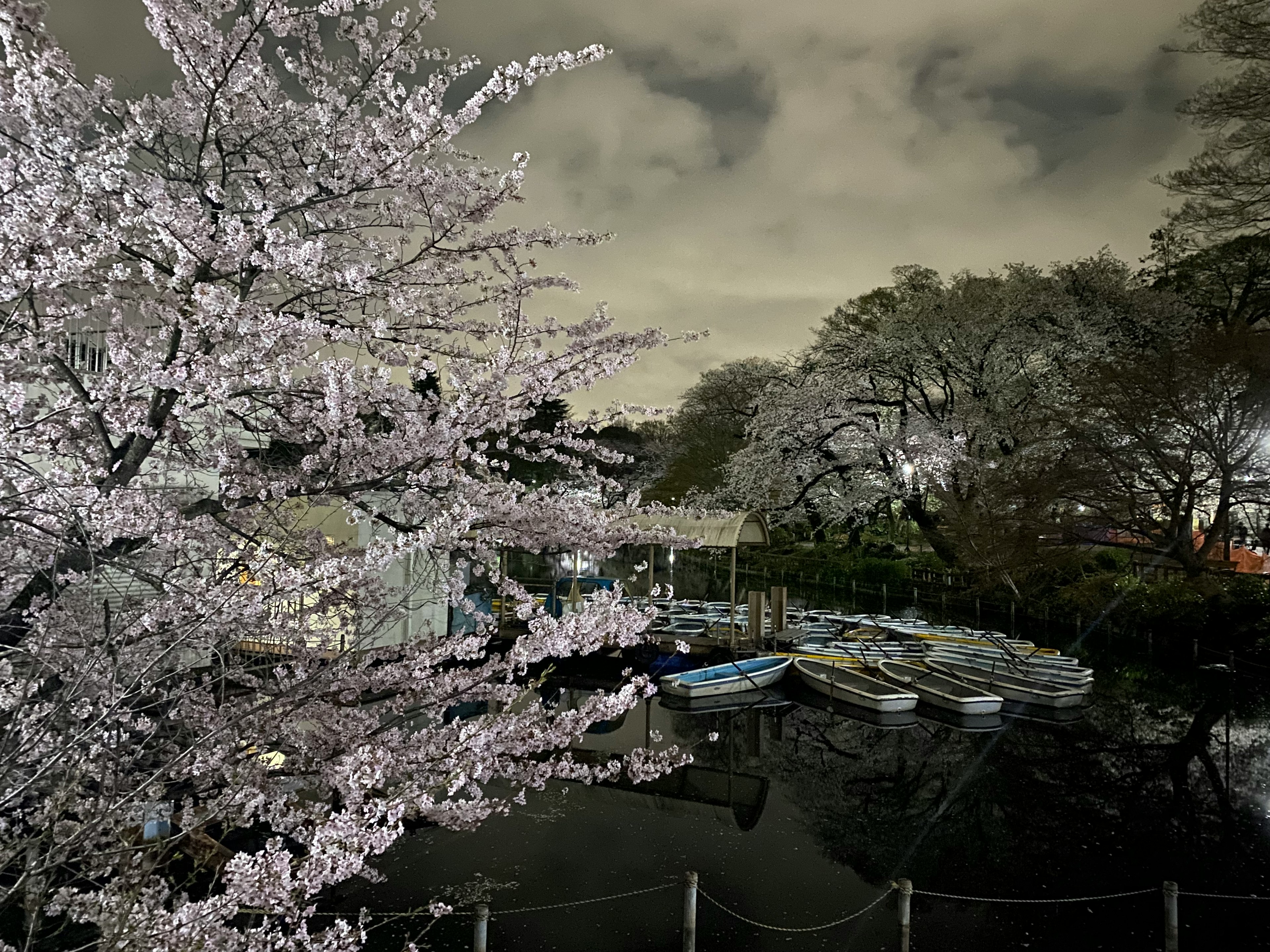 桜の木とボートがある静かな水辺の風景