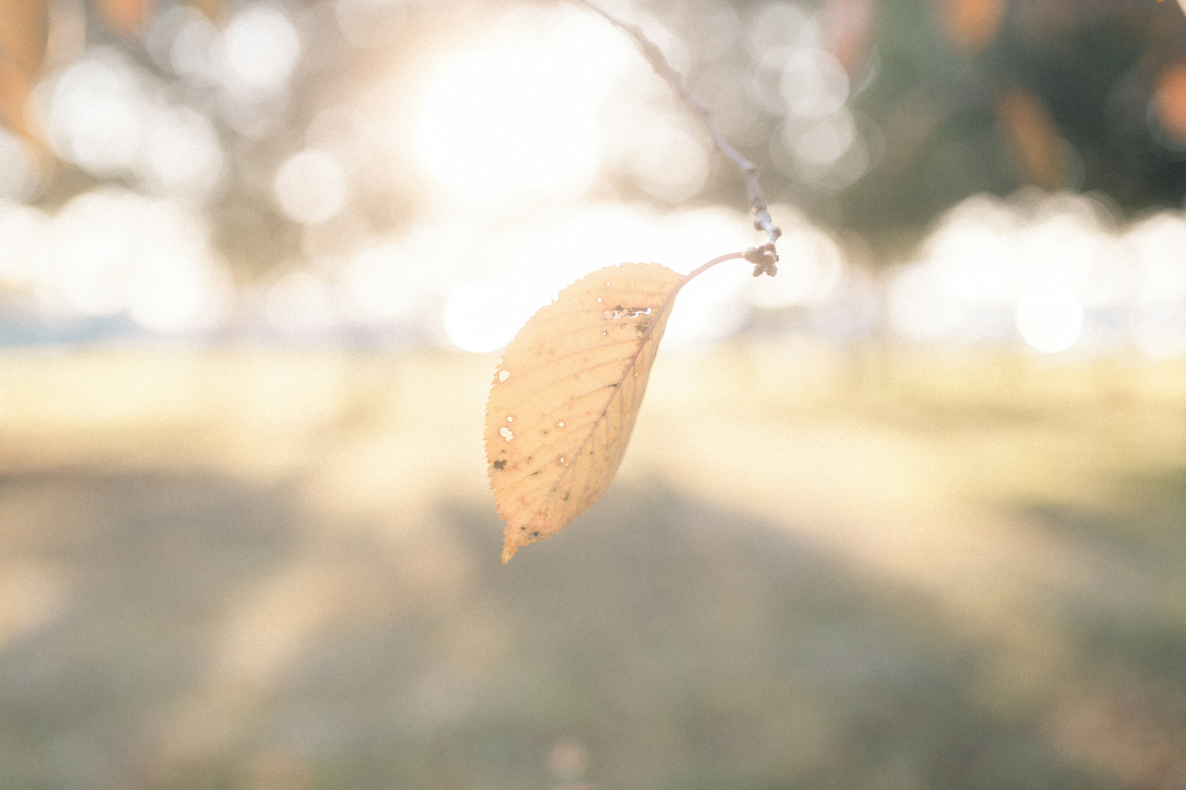 A single yellow leaf swaying softly in gentle light