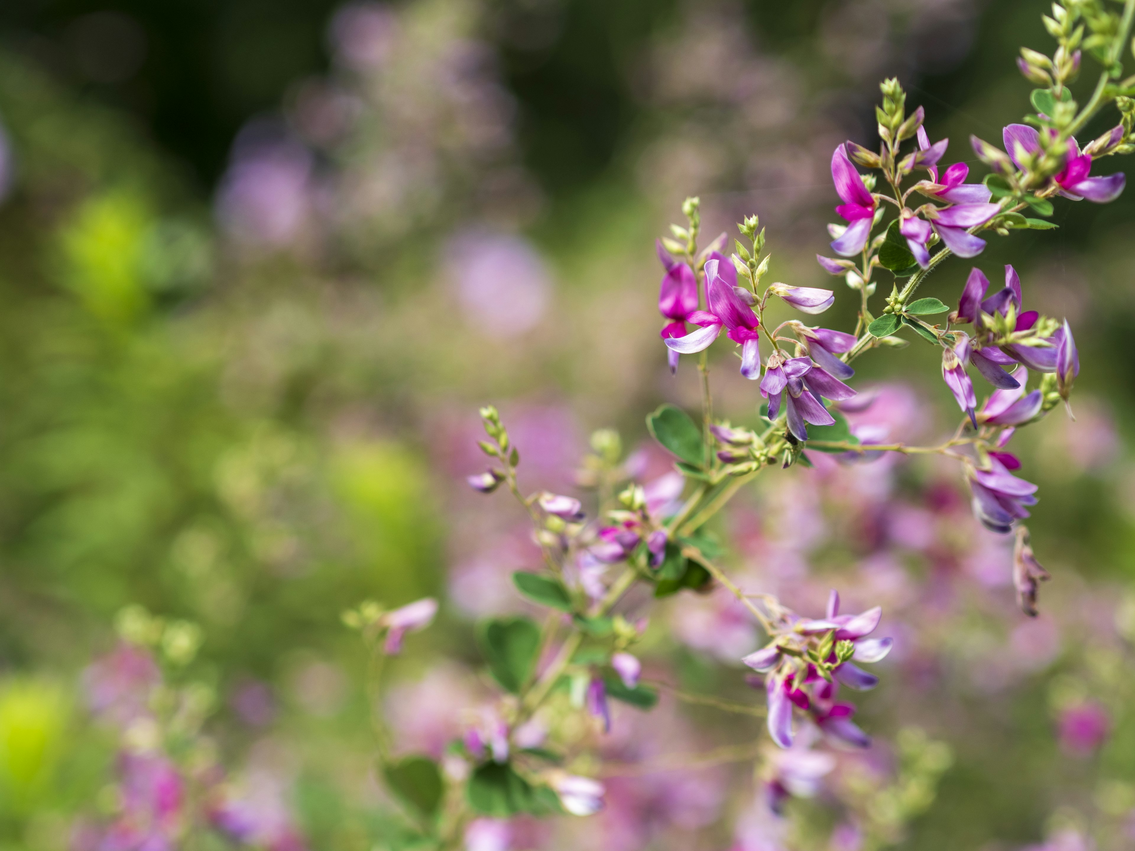 Gros plan sur des fleurs violettes vibrantes avec un arrière-plan vert flou