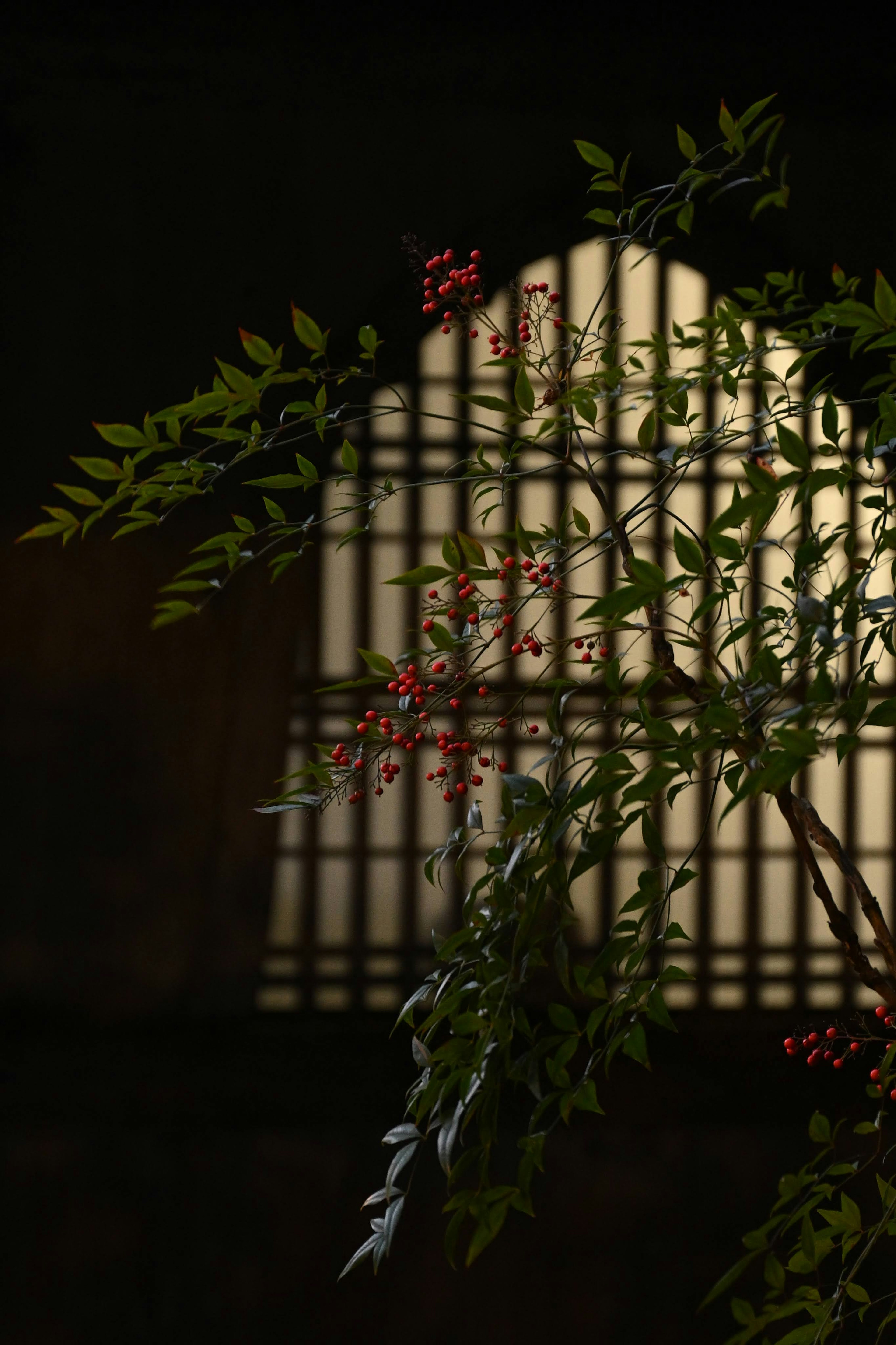 Illuminated window lattice with branches and red flowers