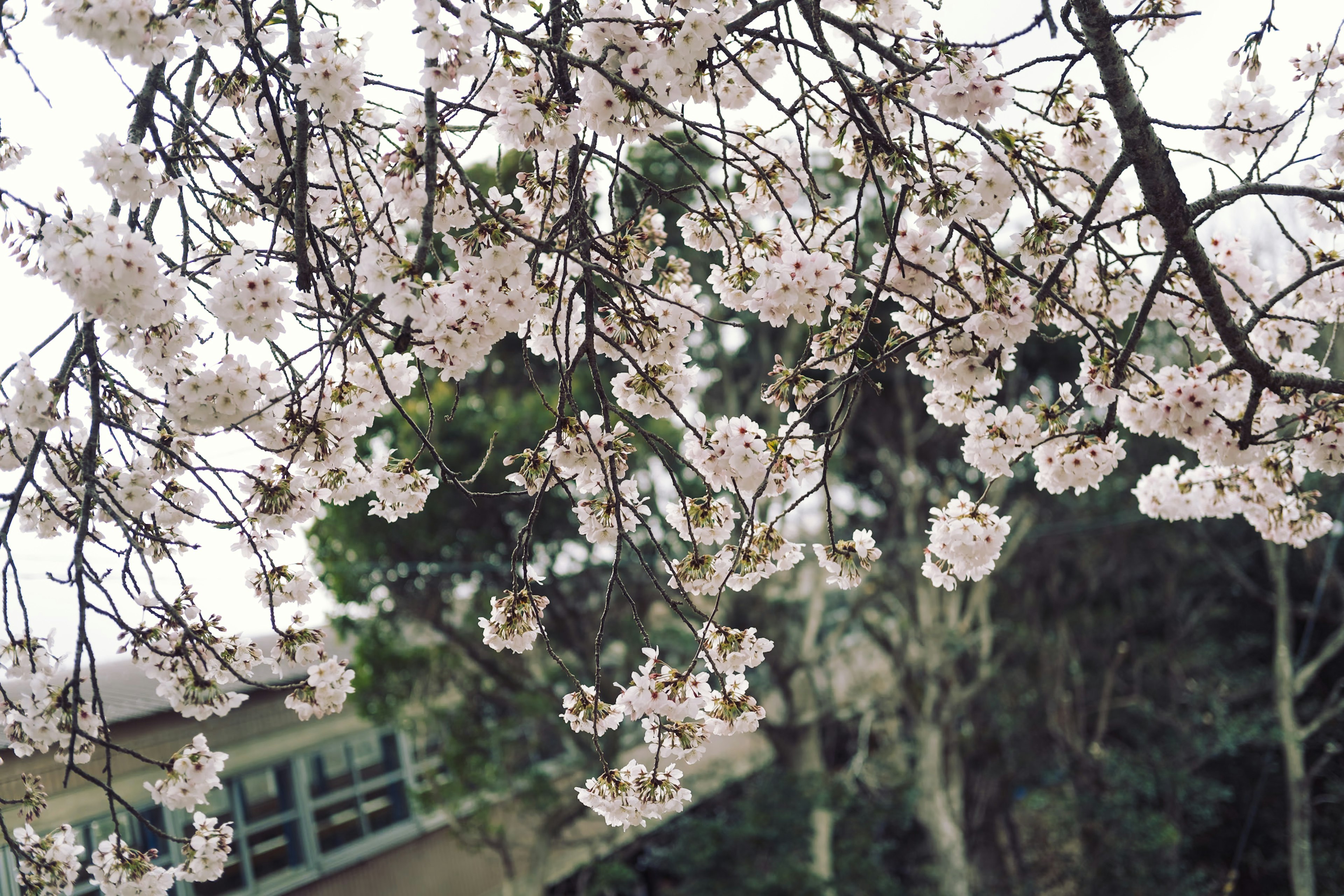 樱花盛开的枝条特写和背景建筑