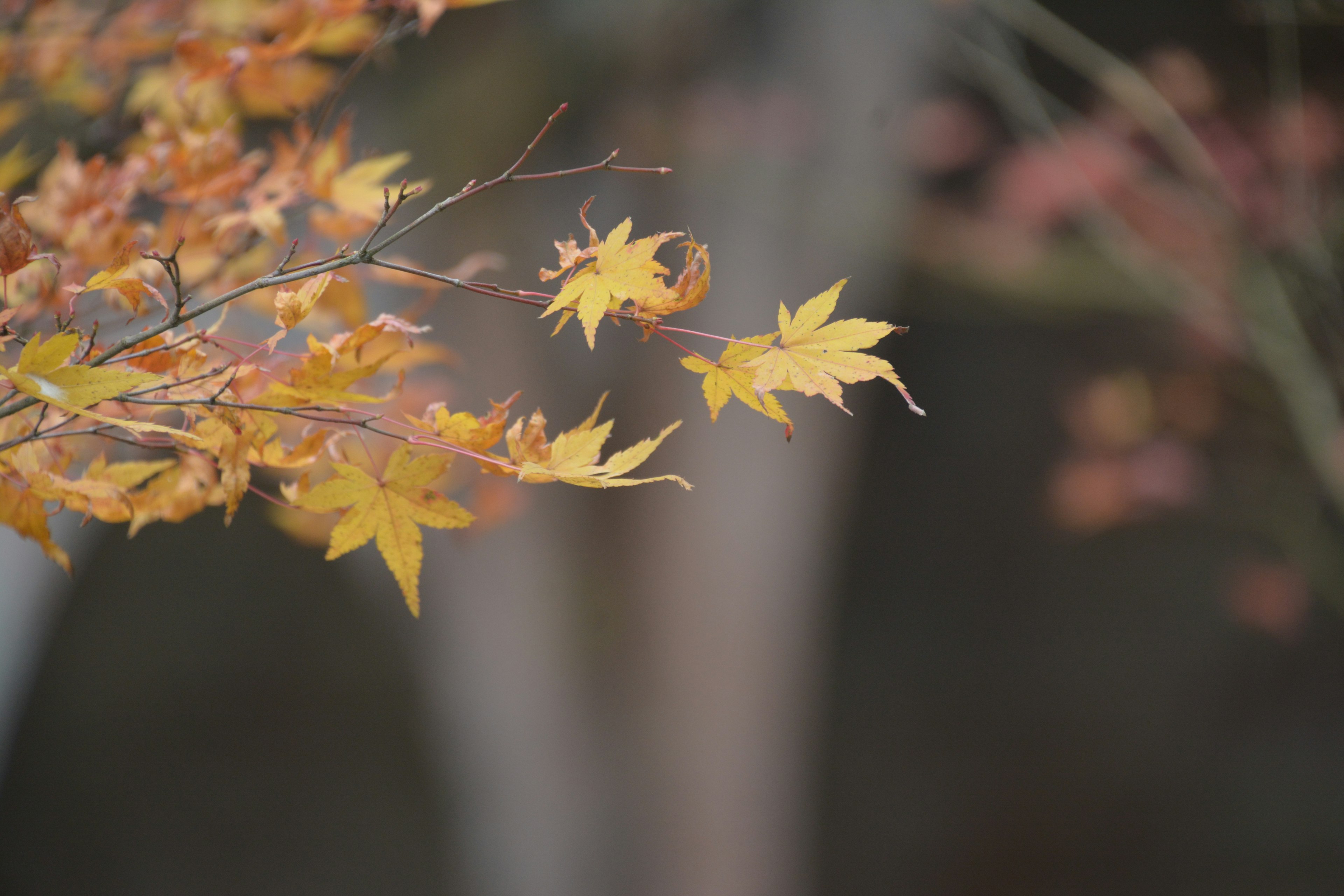 Autumn leaves swaying gently in the wind