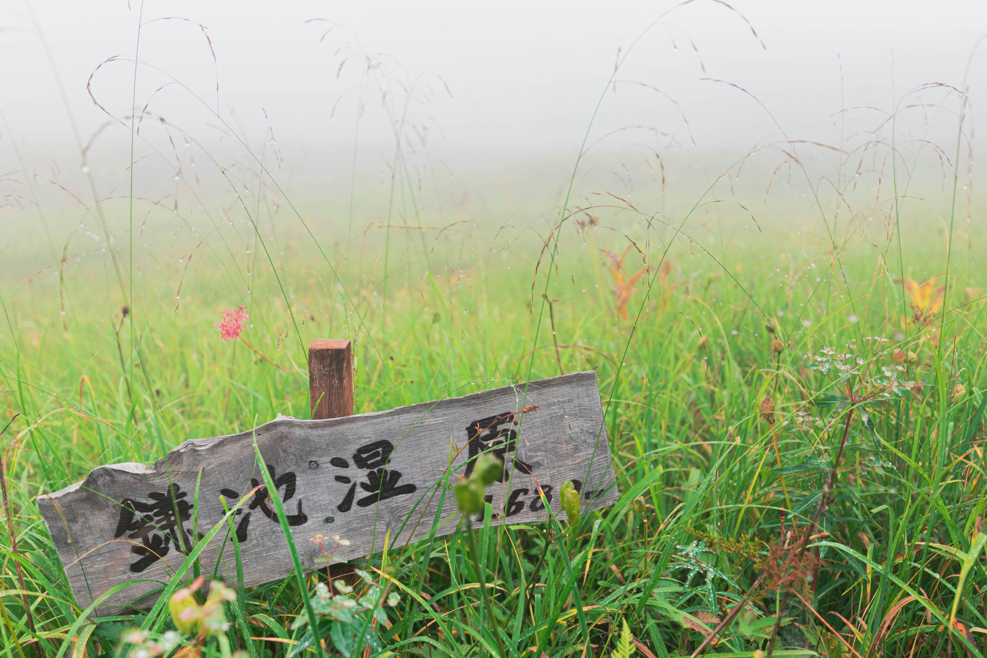 Cartel de madera en un campo de hierba envuelto en niebla