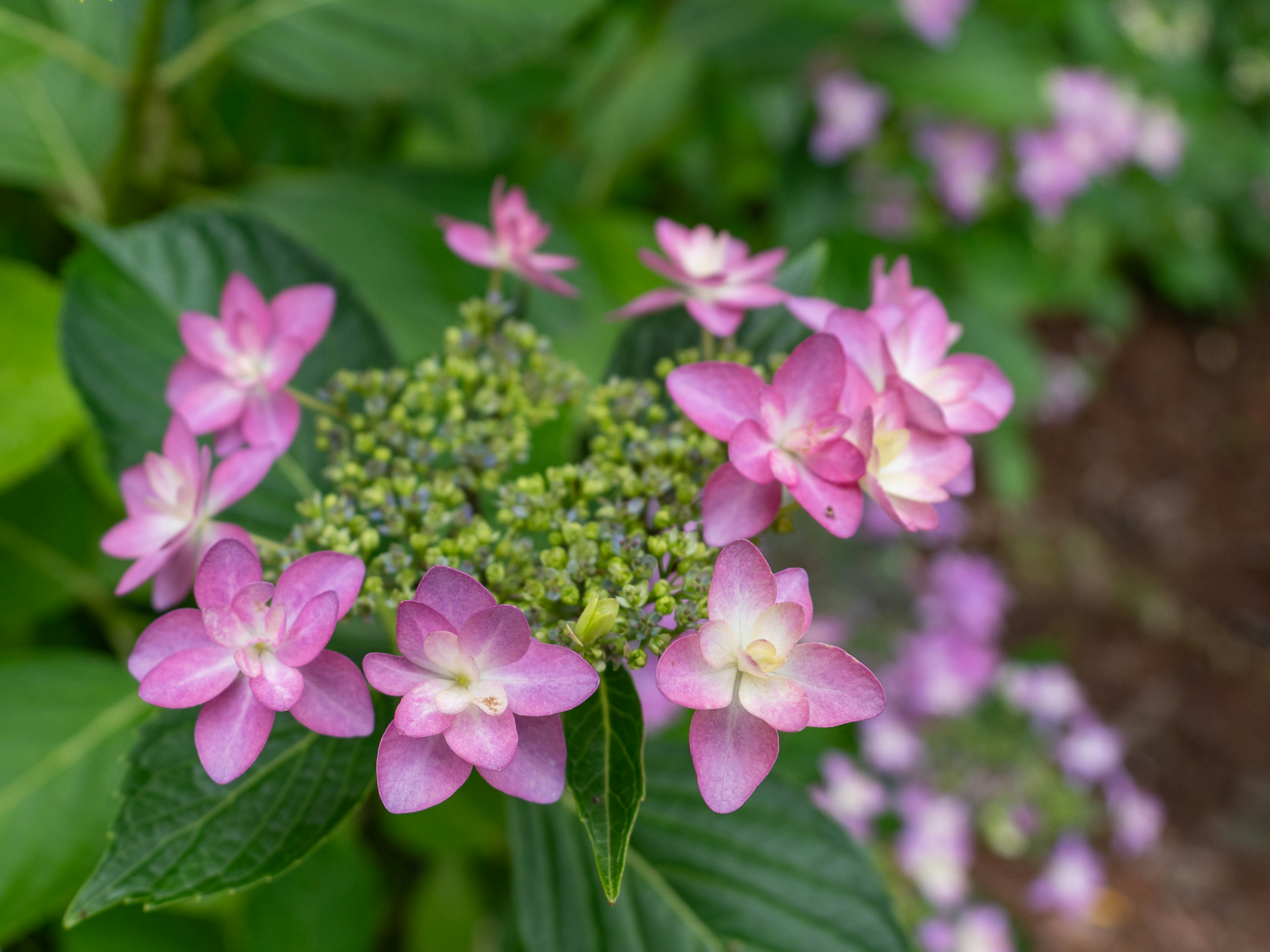 ピンクの花と緑の葉を持つ紫陽花のクローズアップ