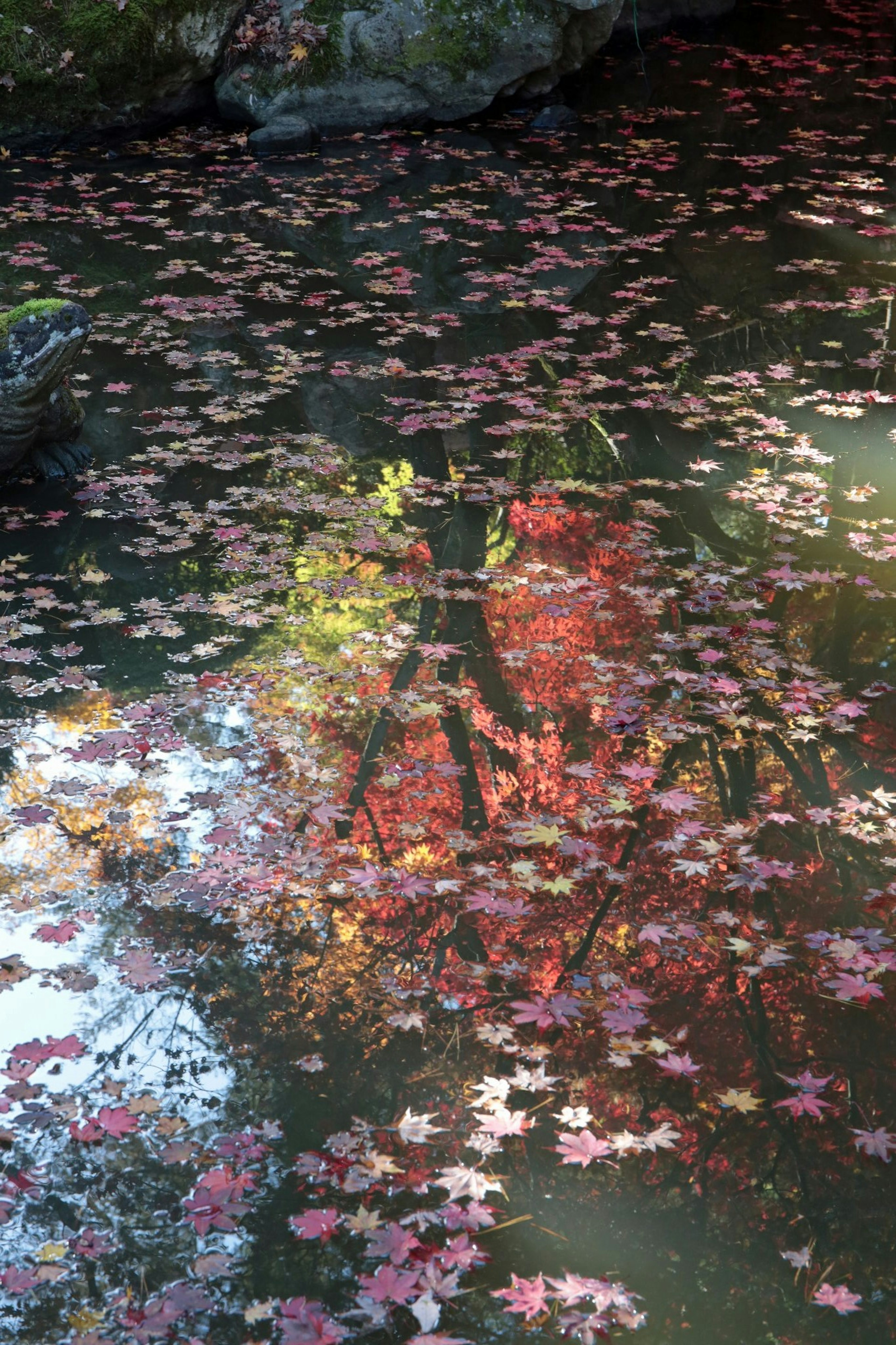 水面に浮かぶ紅葉の葉とその反射が美しい秋の景色