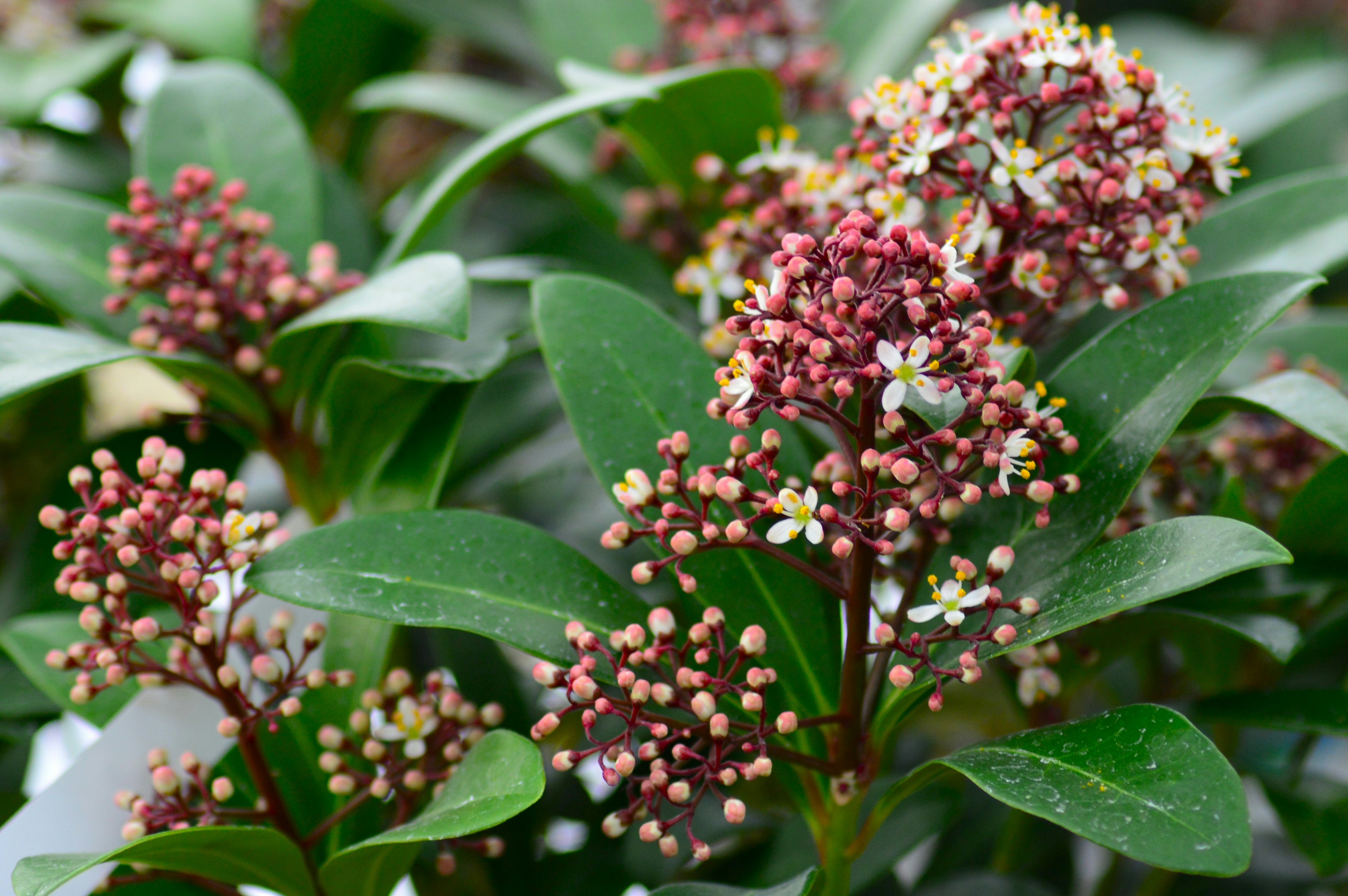 Close-up of a plant with green leaves and reddish-purple flowers