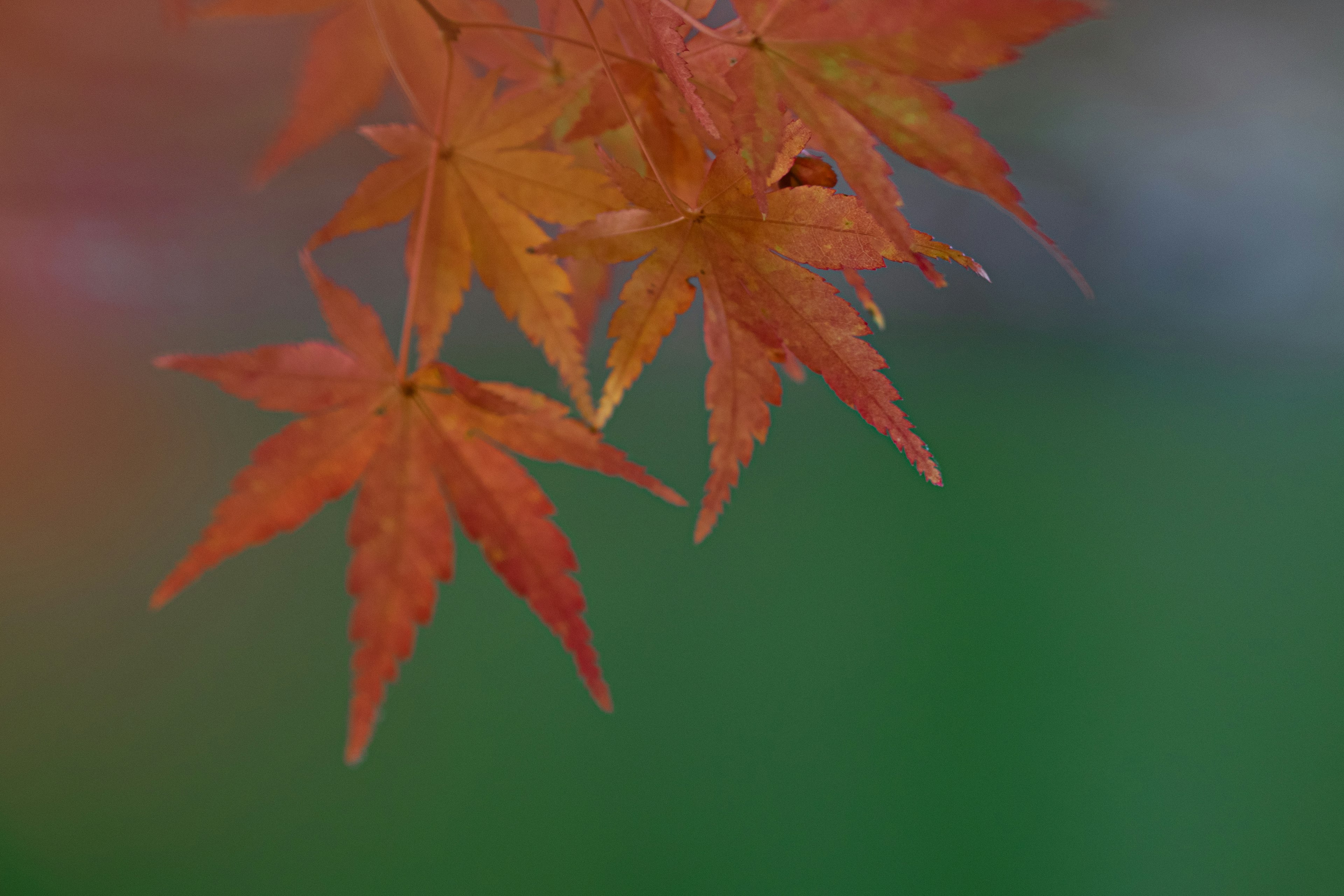 鮮やかな紅葉の葉が緑の背景に映える