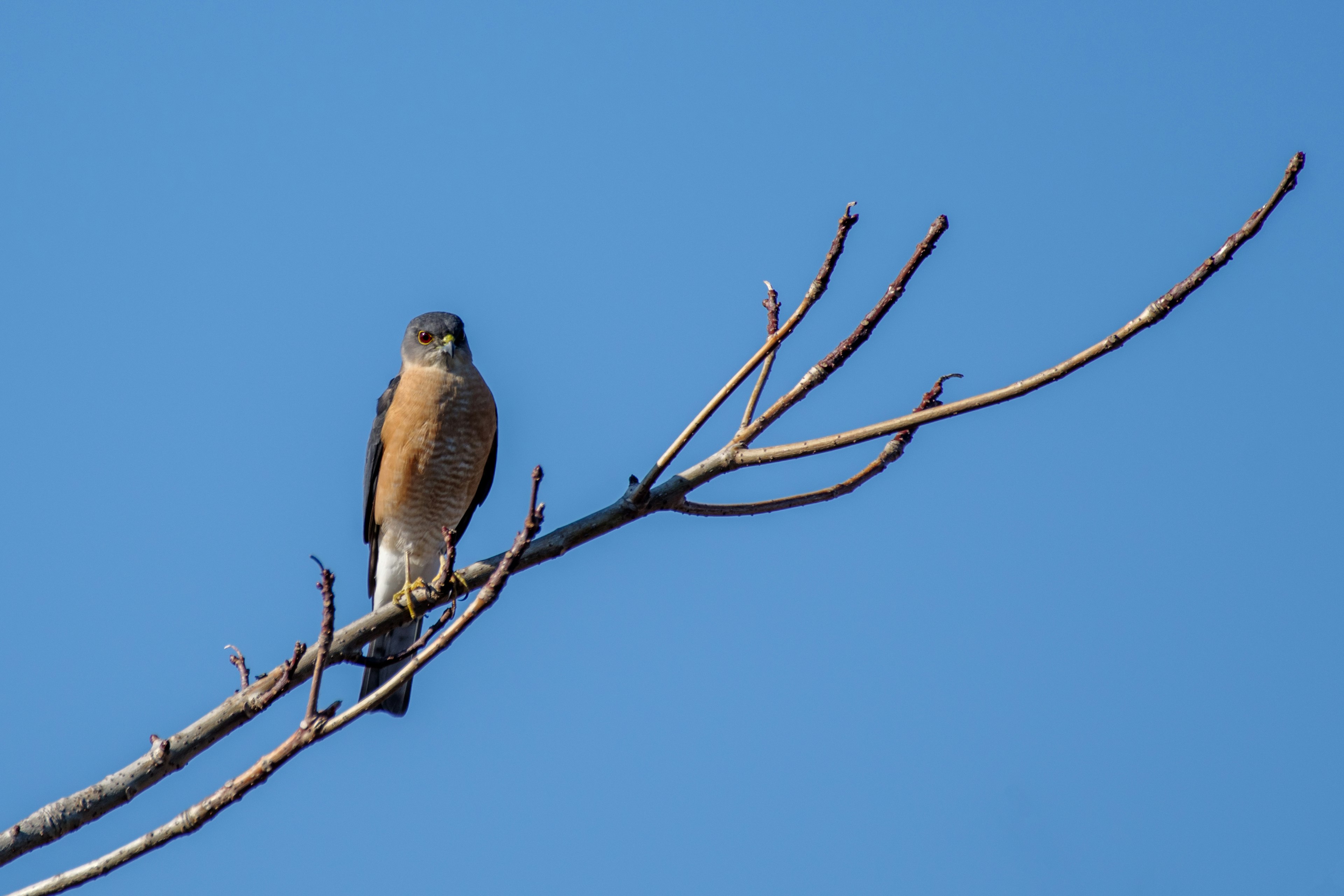 Oiseau perché sur une branche avec un ciel bleu en arrière-plan