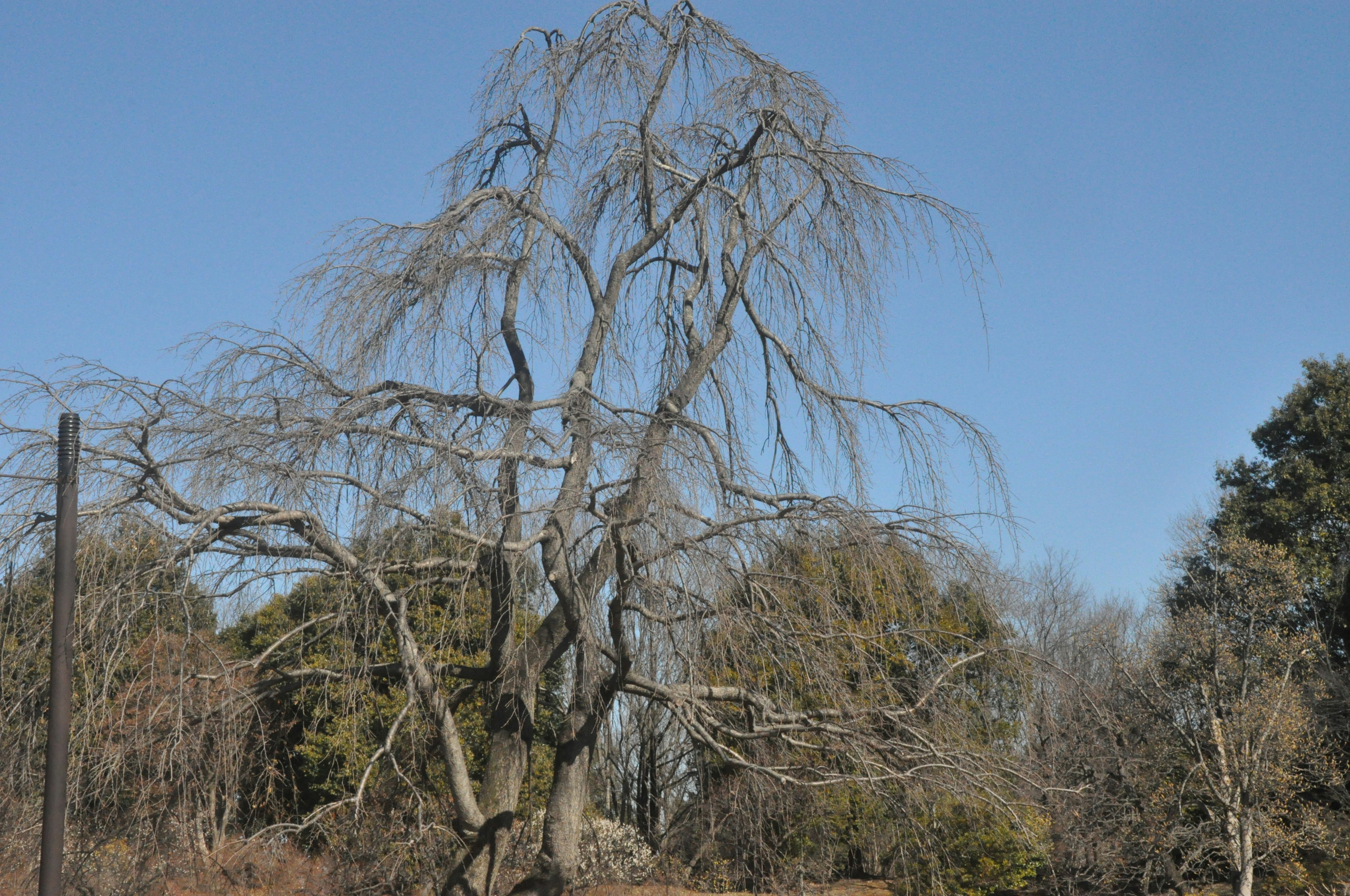 Ein kahler Baum unter einem blauen Himmel