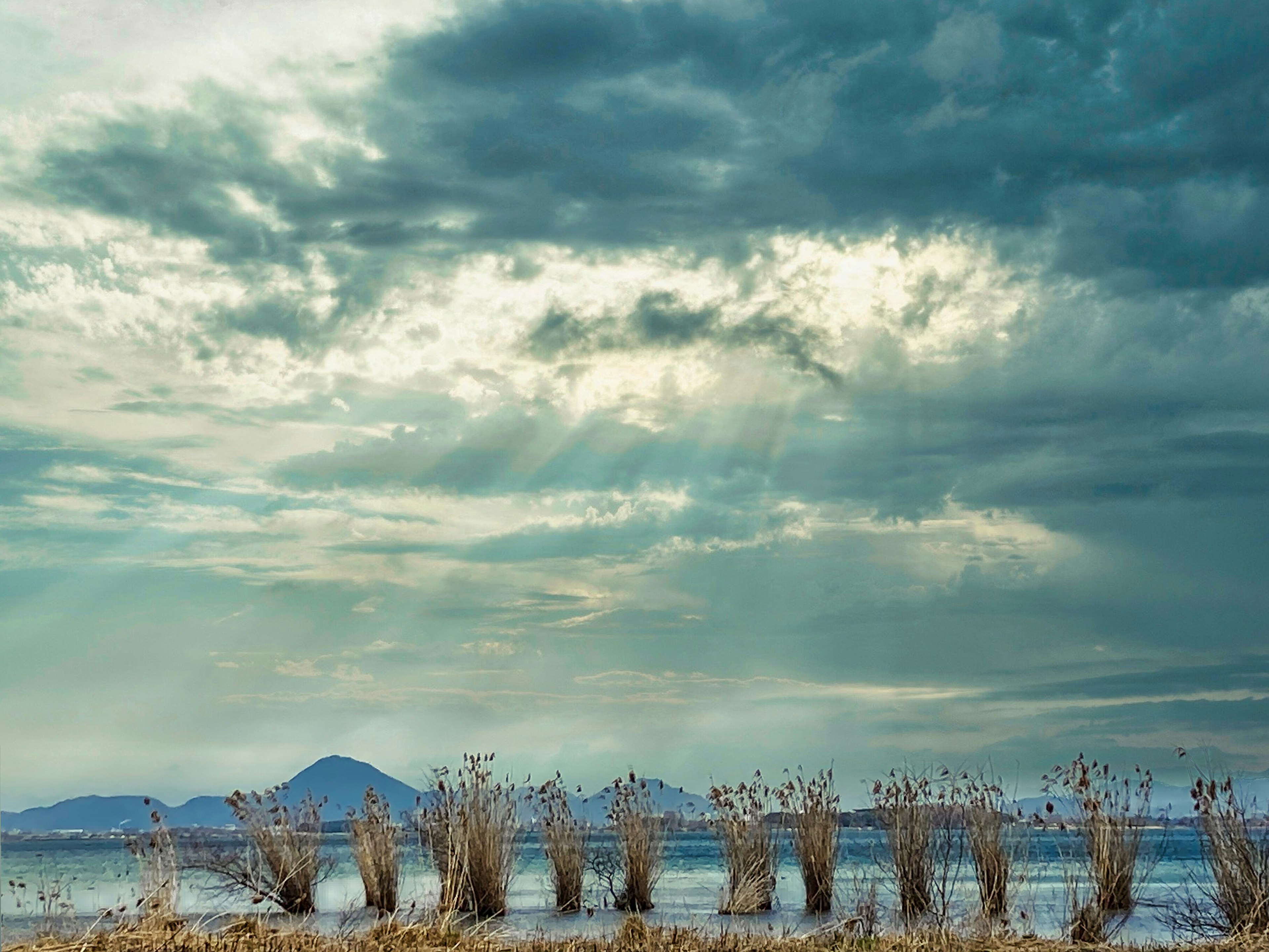 Un paisaje sereno con grupos de juncos junto al agua y nubes dramáticas en el cielo