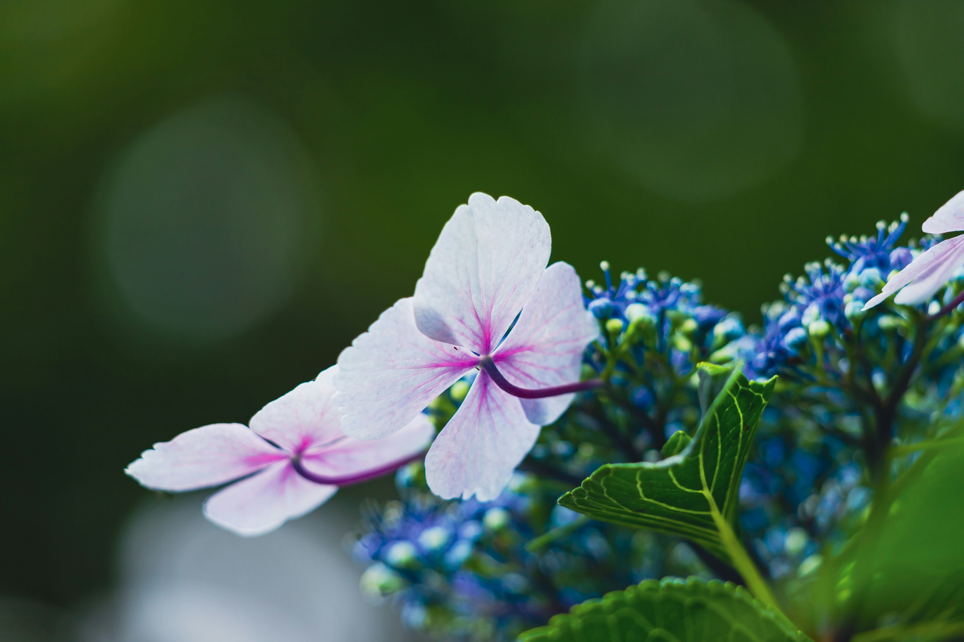 Primer plano de una planta con flores rosas y azules