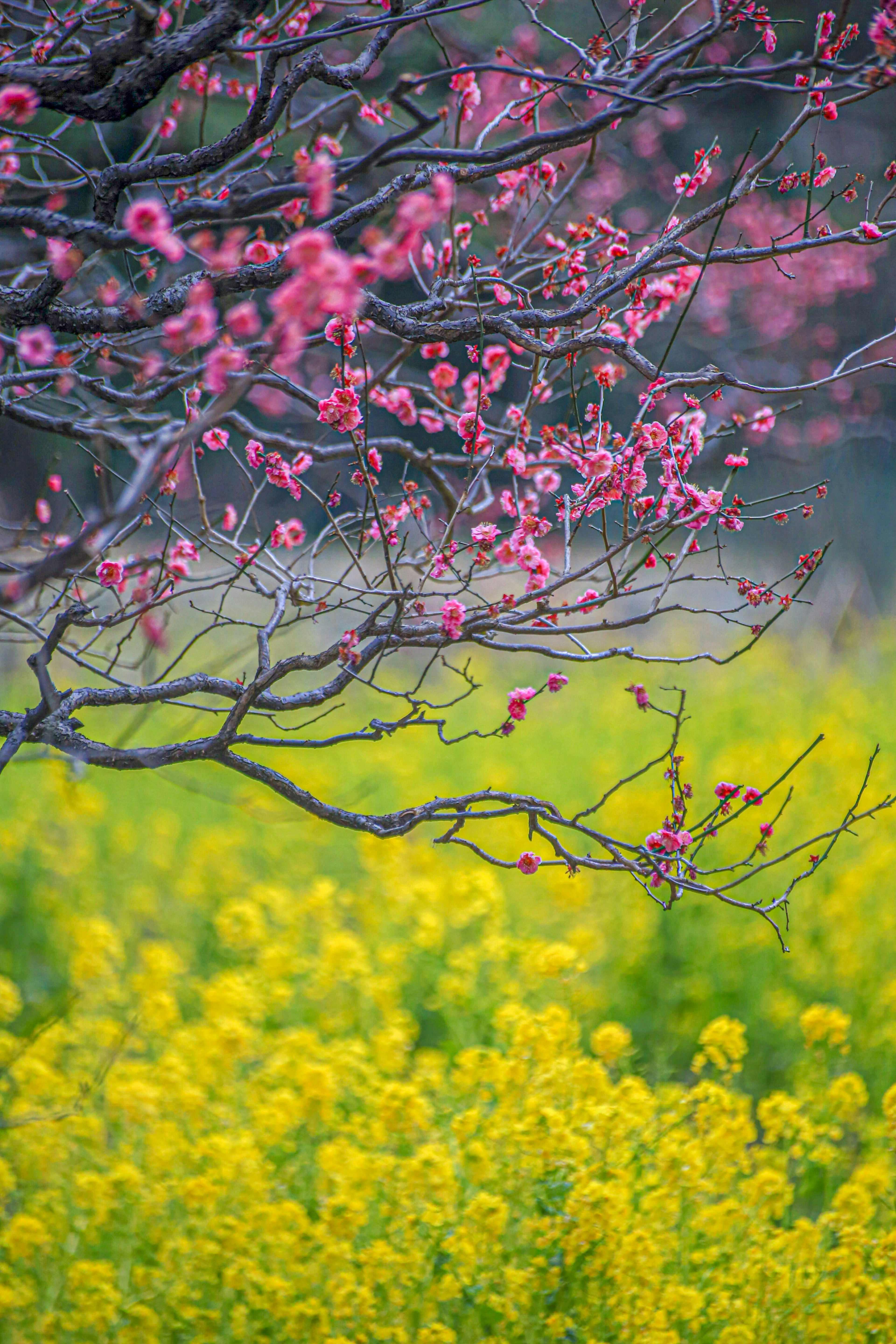 Contrasto tra rami fioriti di rosa e un campo di fiori gialli