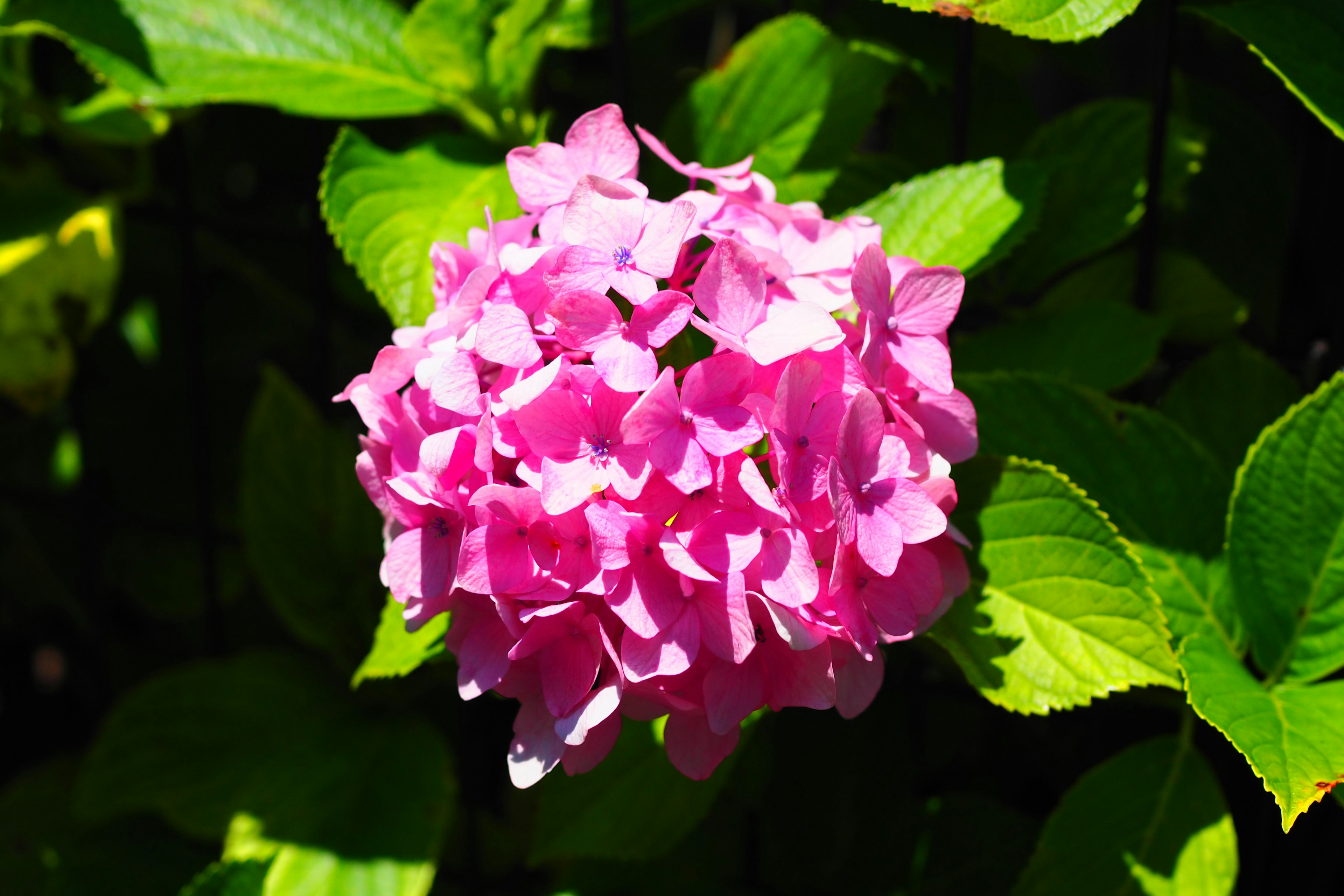 A pink hydrangea flower blooming among green leaves