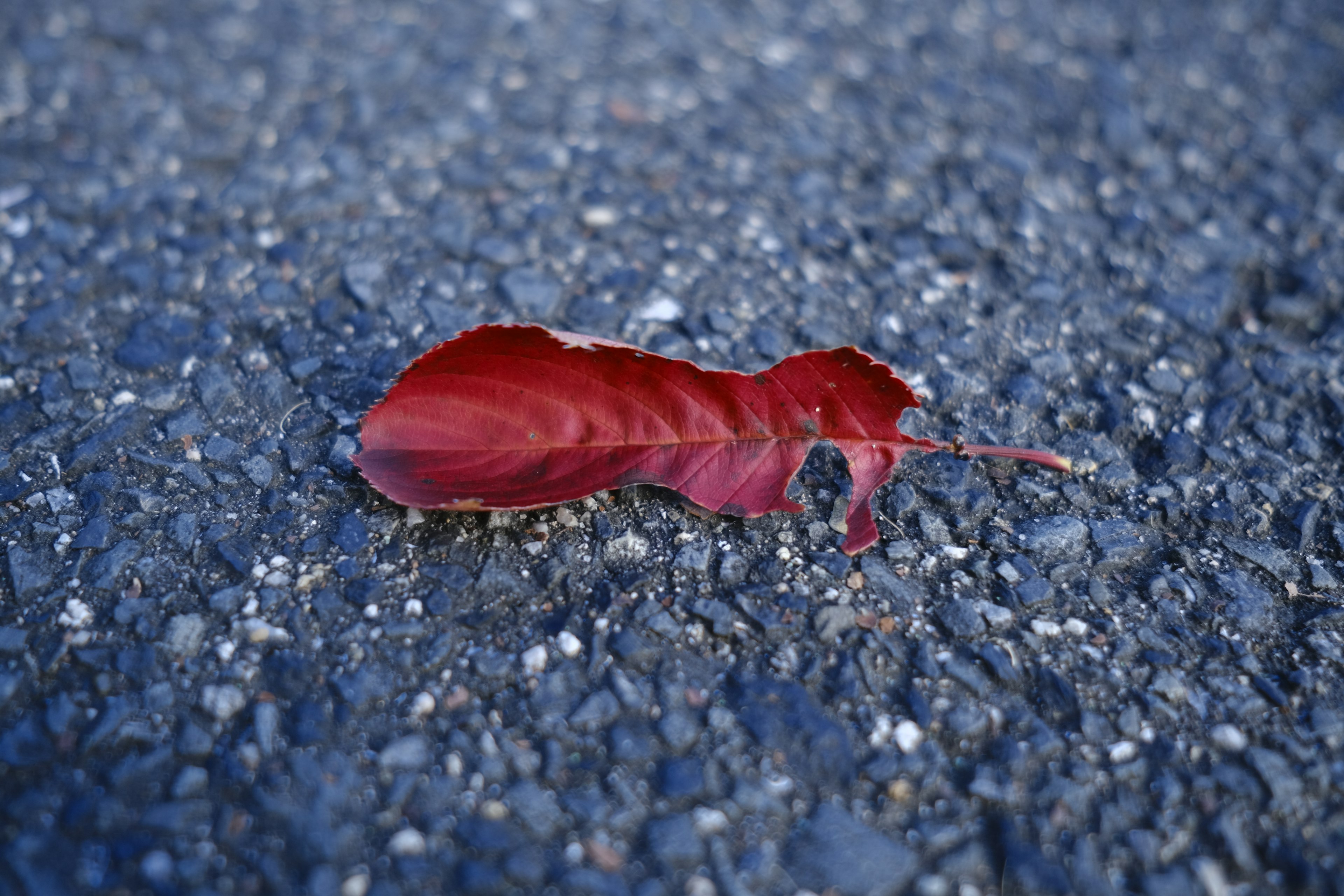 Una hoja roja descansando sobre la superficie de asfalto