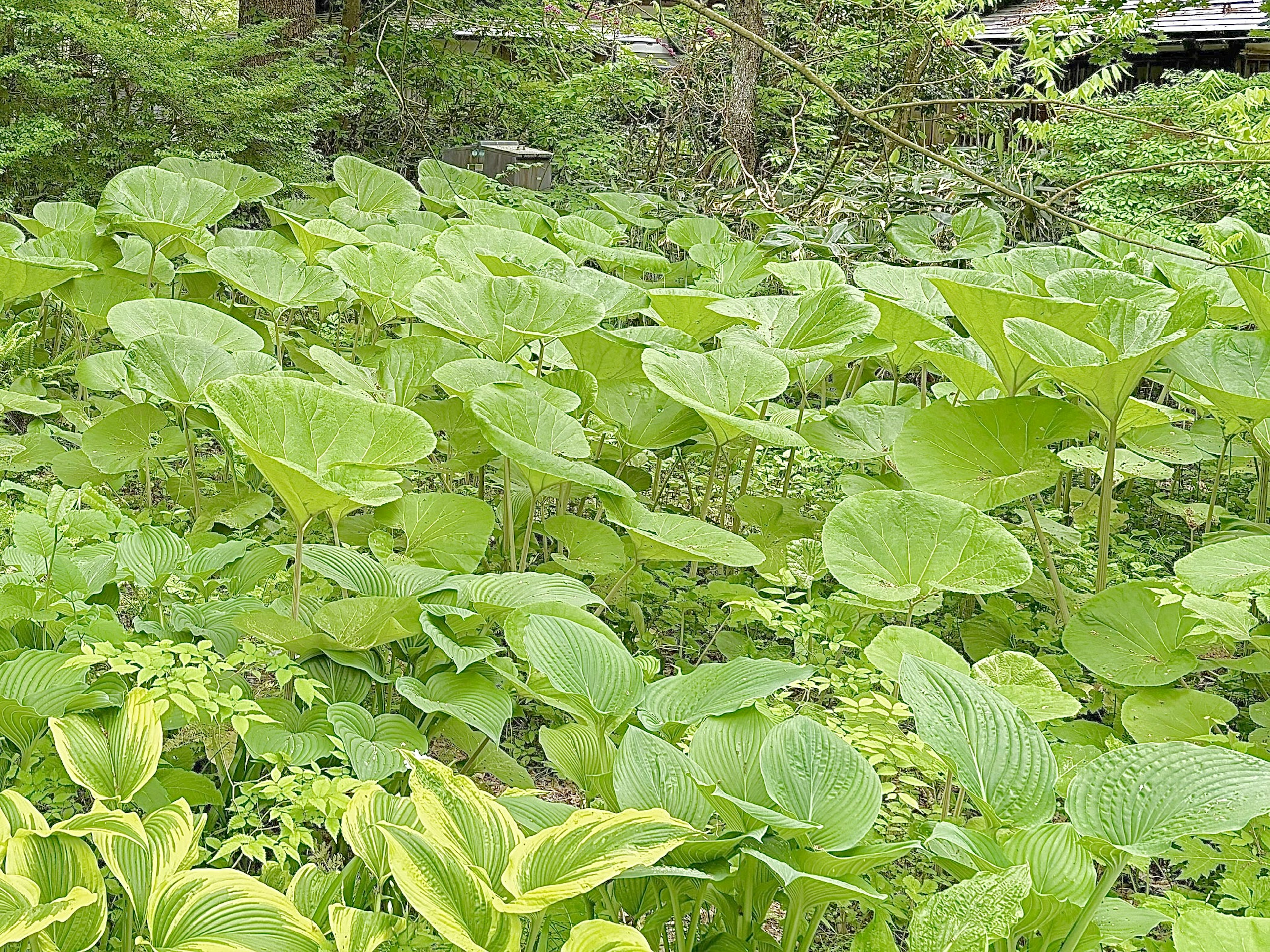 Hojas verdes exuberantes cubriendo un área de jardín