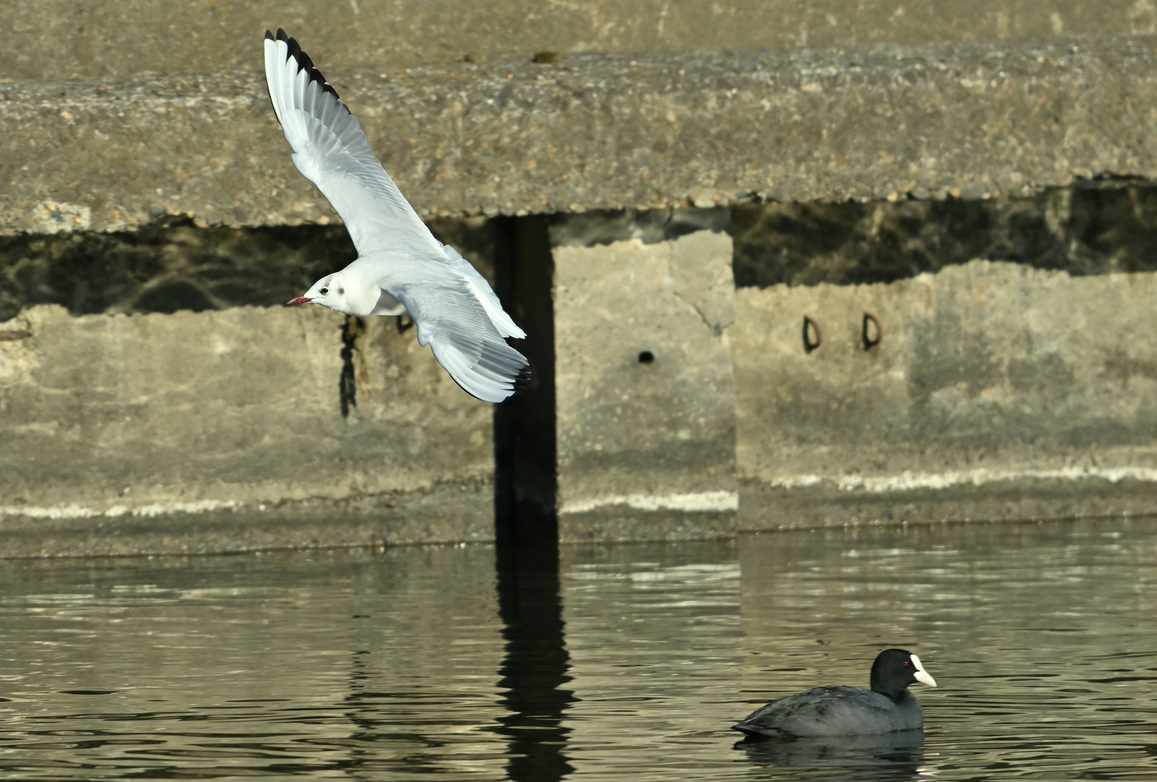 Un pájaro blanco volando sobre el agua con un pato negro cerca