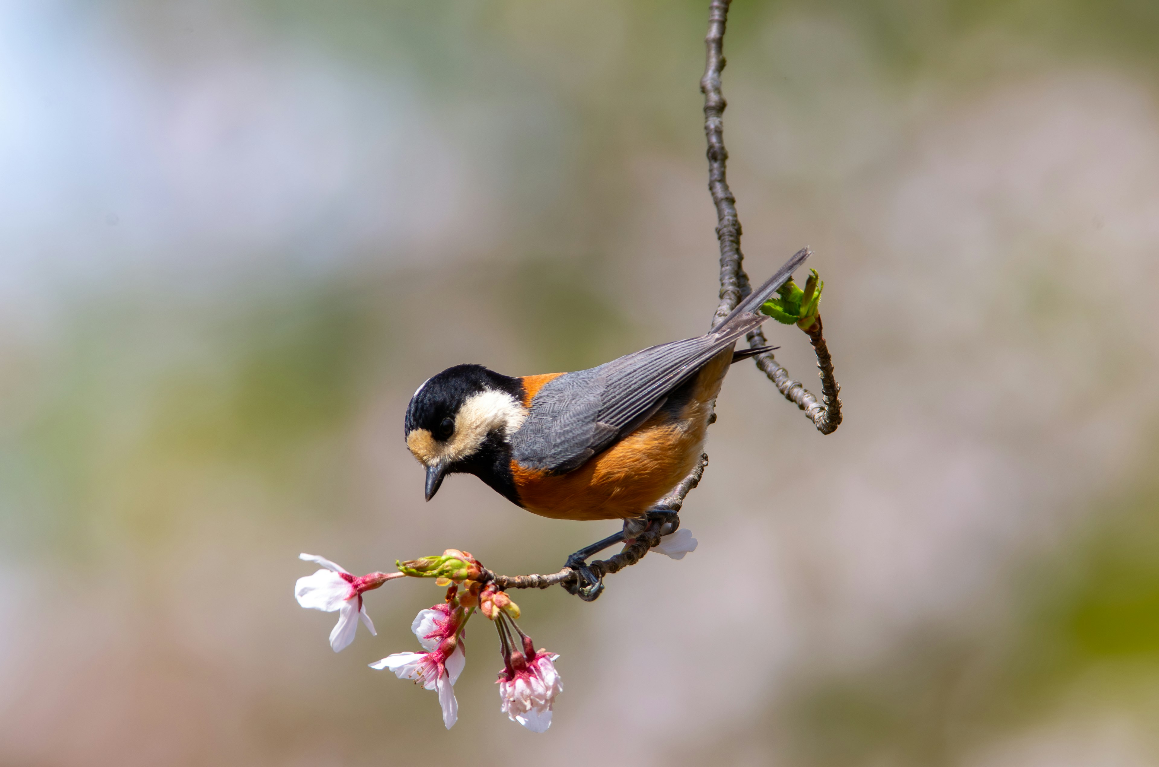 Un pequeño pájaro posado sobre flores de cerezo con colores vibrantes