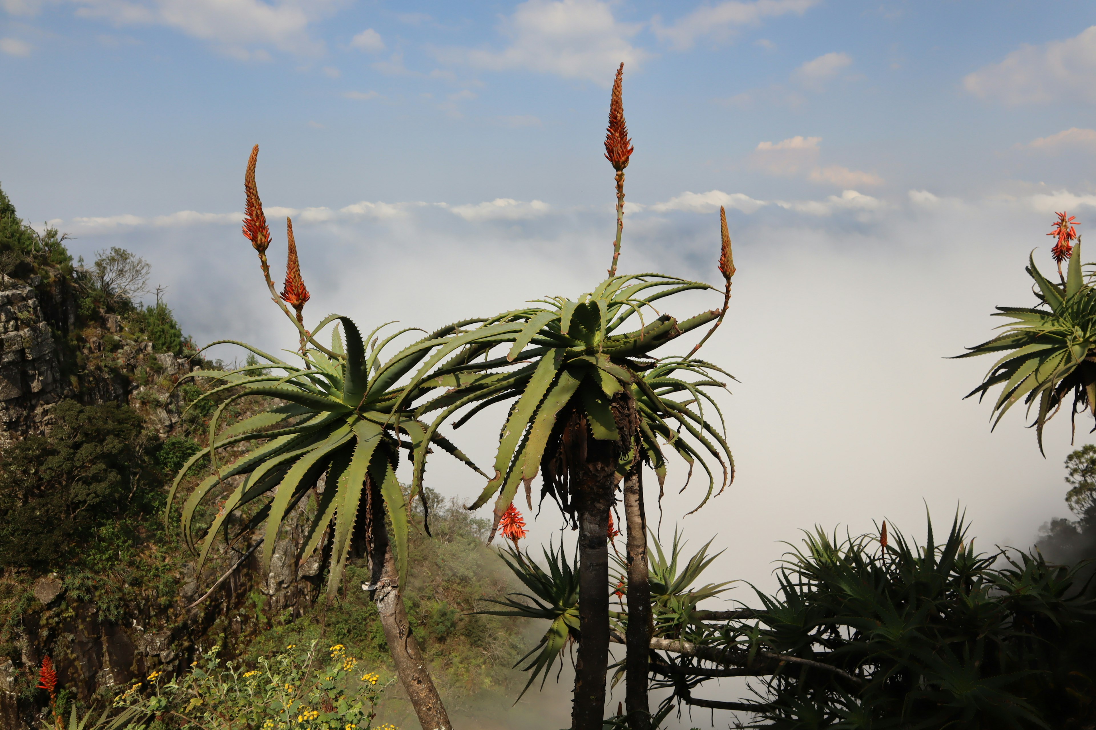 Plantas únicas en un paisaje montañoso cubierto de niebla