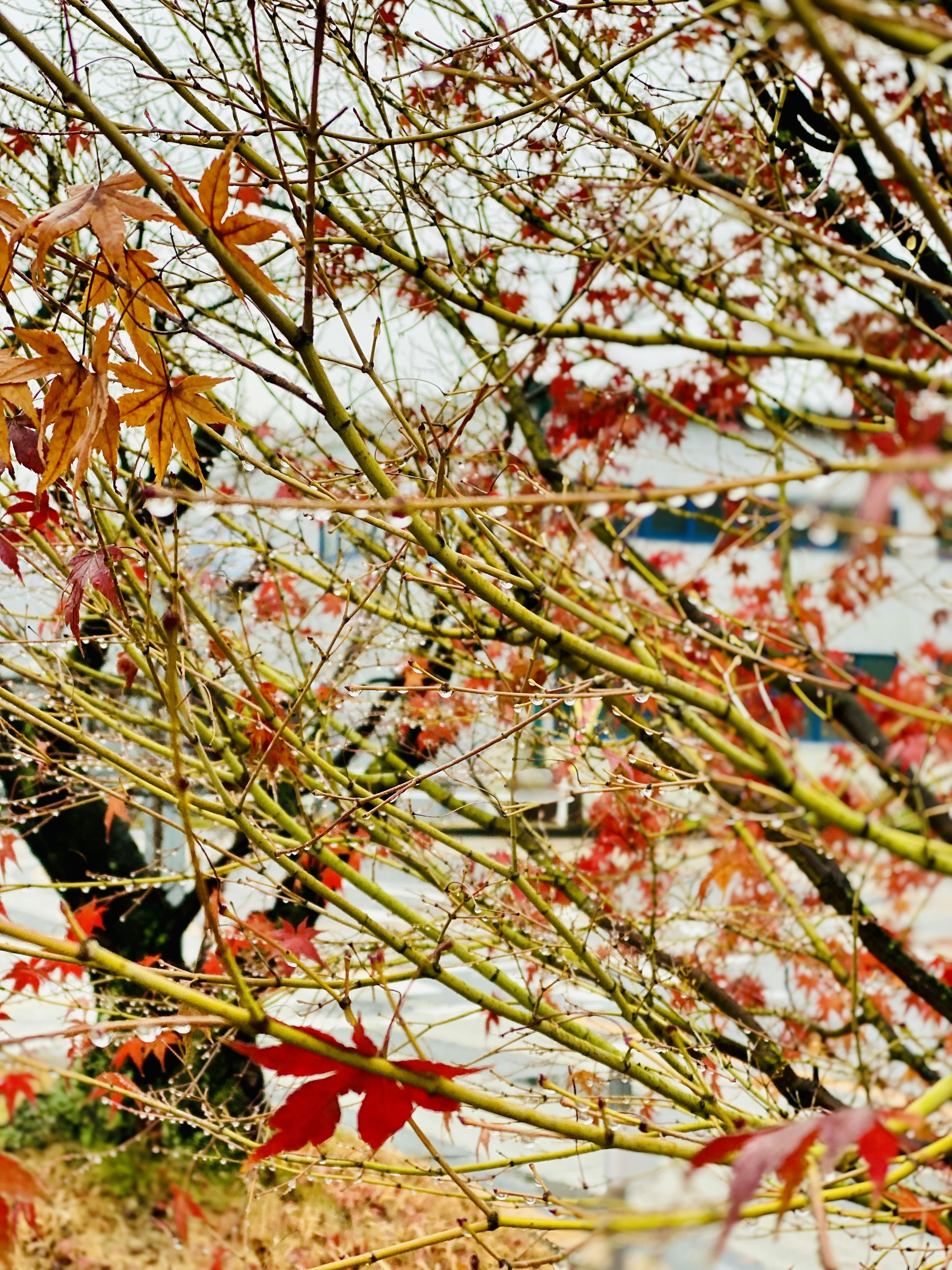 Close-up image of autumn leaves and branches