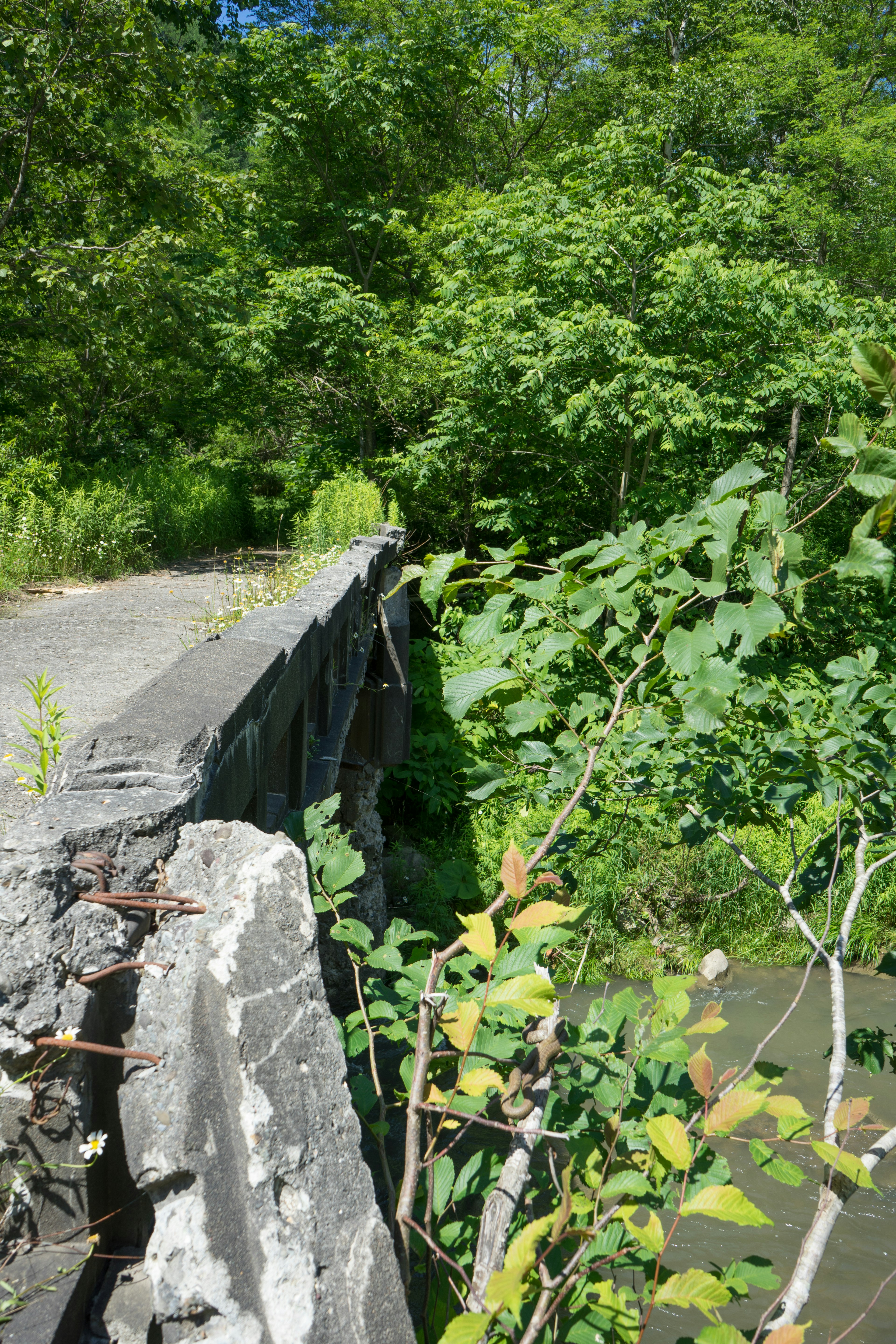 Una sección de un puente de concreto en ruinas rodeado de exuberante vegetación