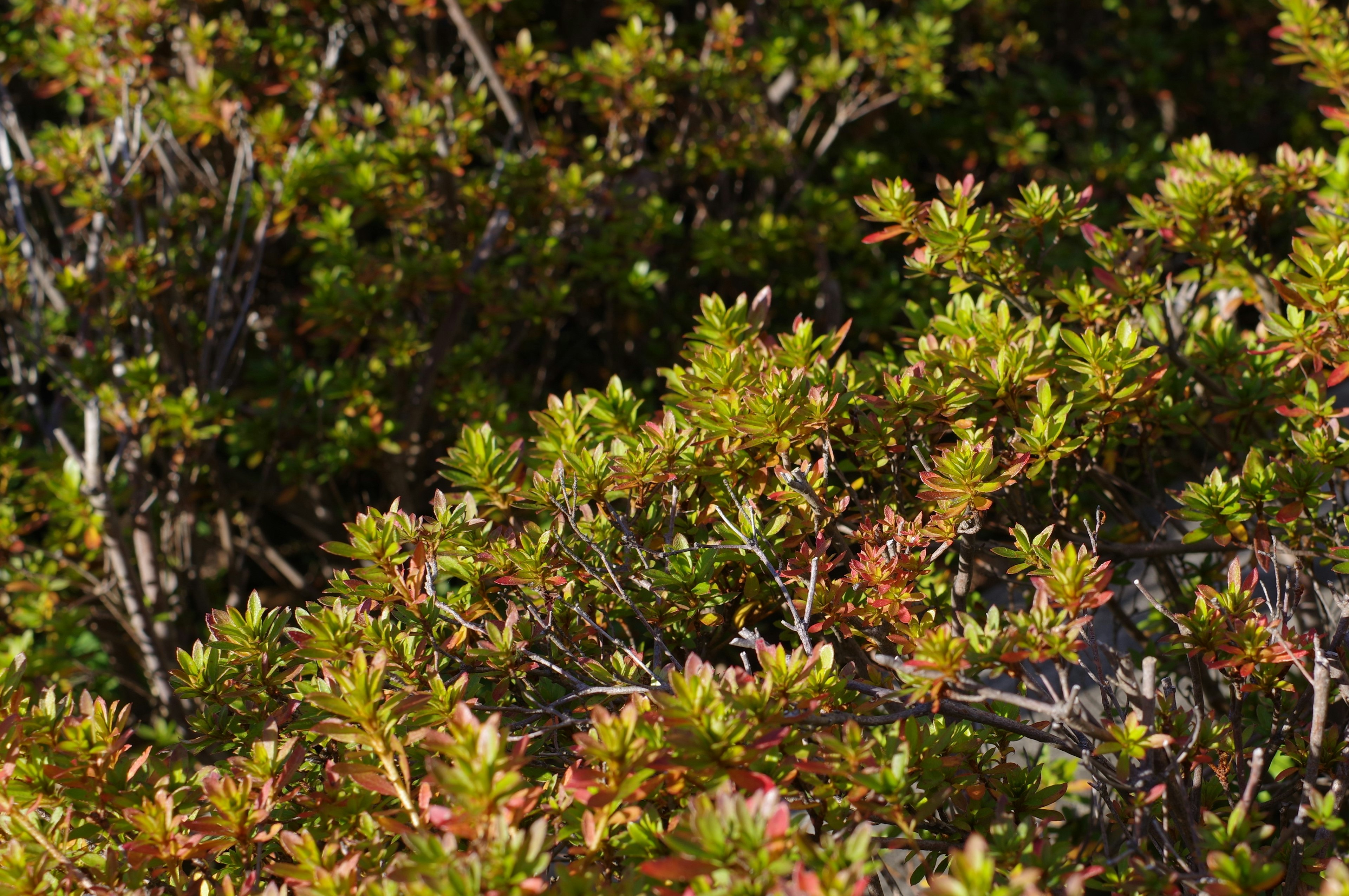 Close-up of a bush with green and reddish leaves