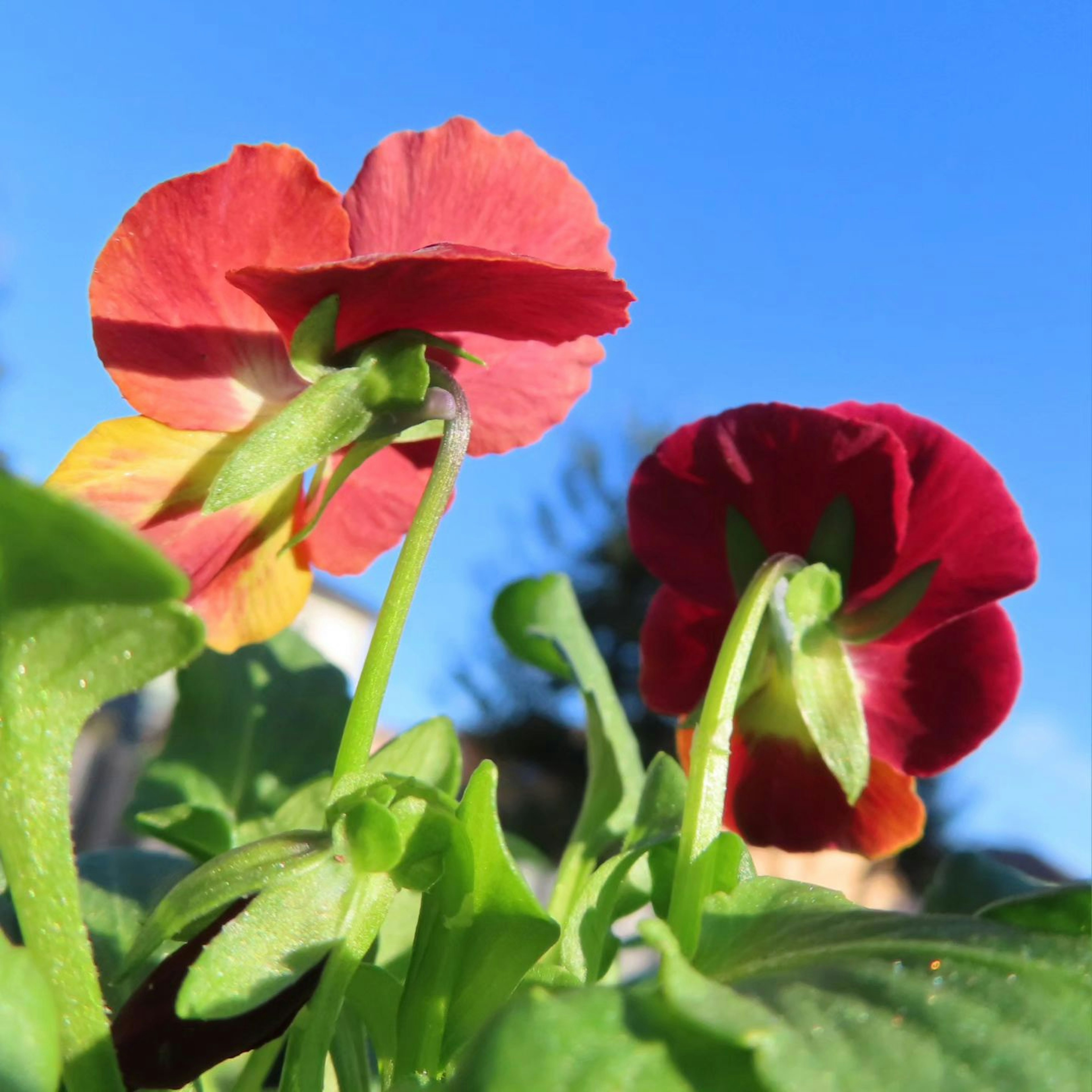 青空を背景にした赤とオレンジの花が咲いている